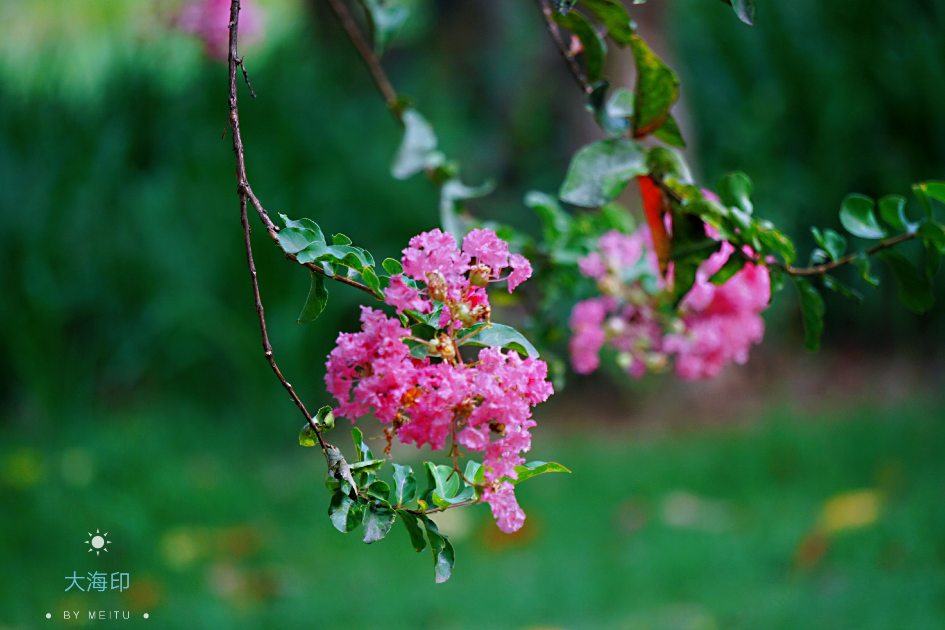 紫薇花开一抹红vv首发