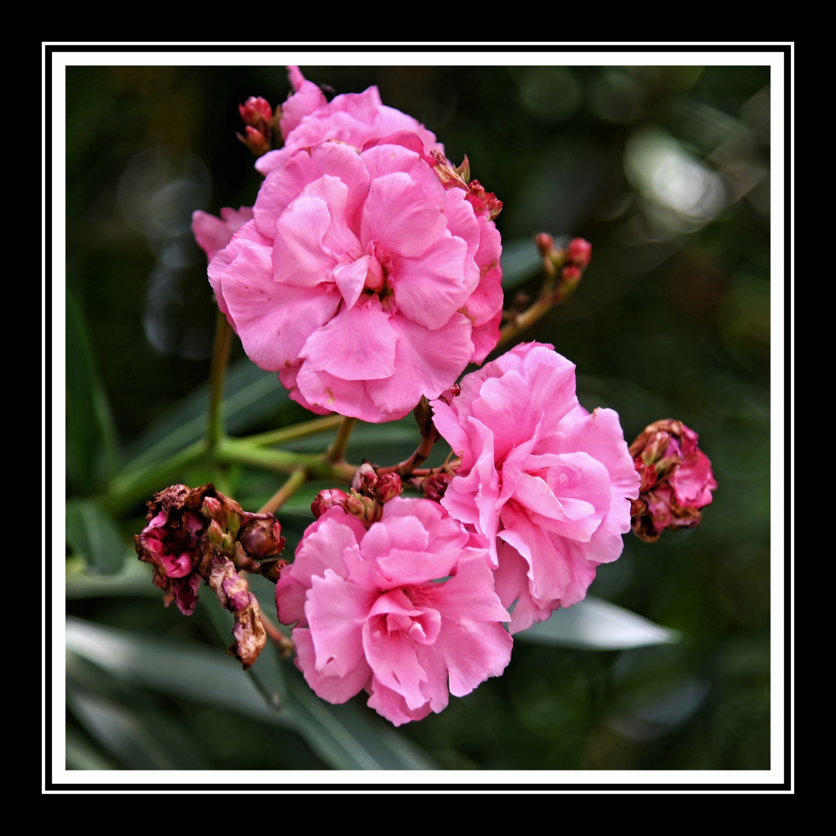 欧洲夹竹桃《首发》