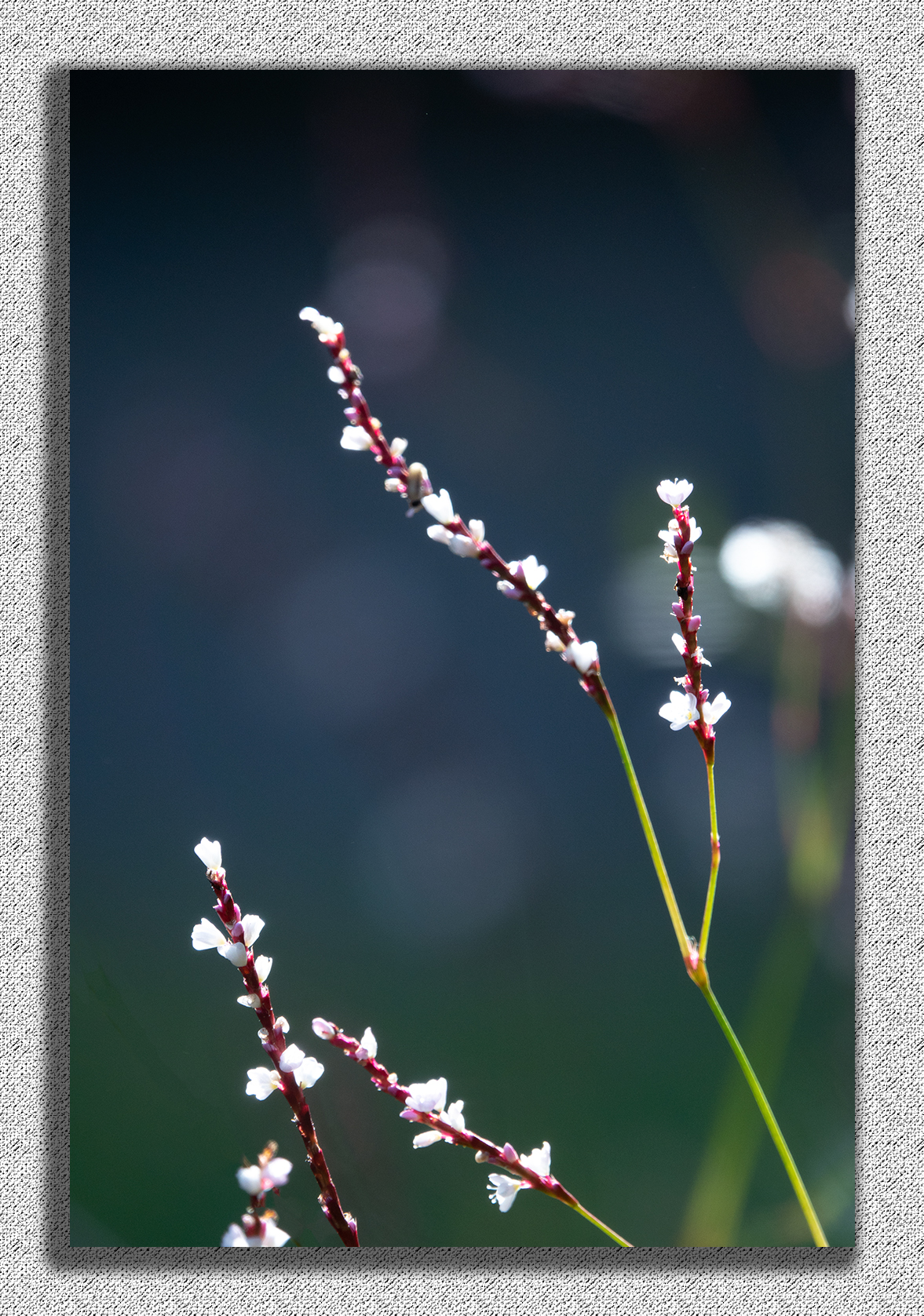 小草开花也迷人