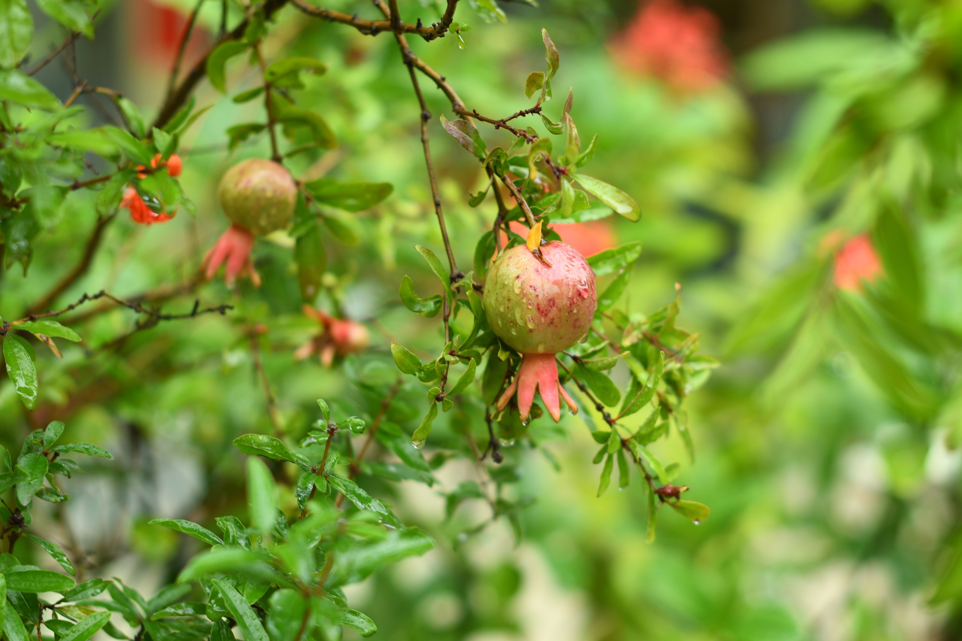 惟见石榴新蕊,一枝开. 冰簟堆云髻,金尊滟玉醅. 绿