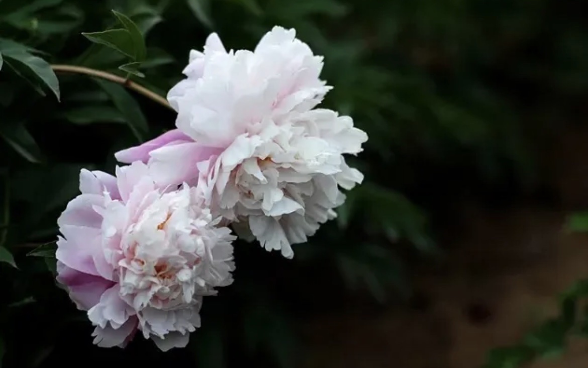 【首发】咏芍药