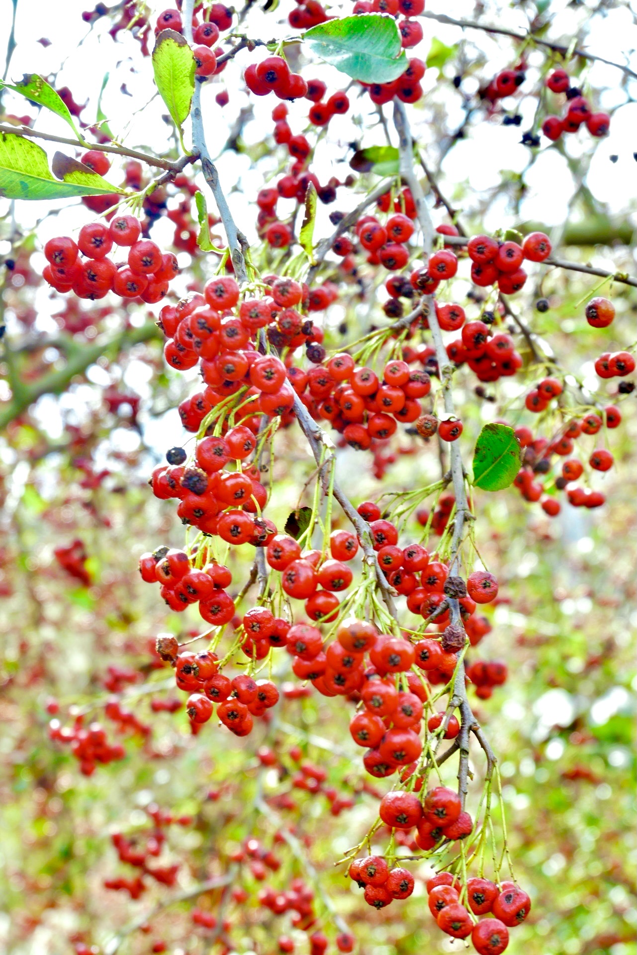 【首发】火棘果(四)