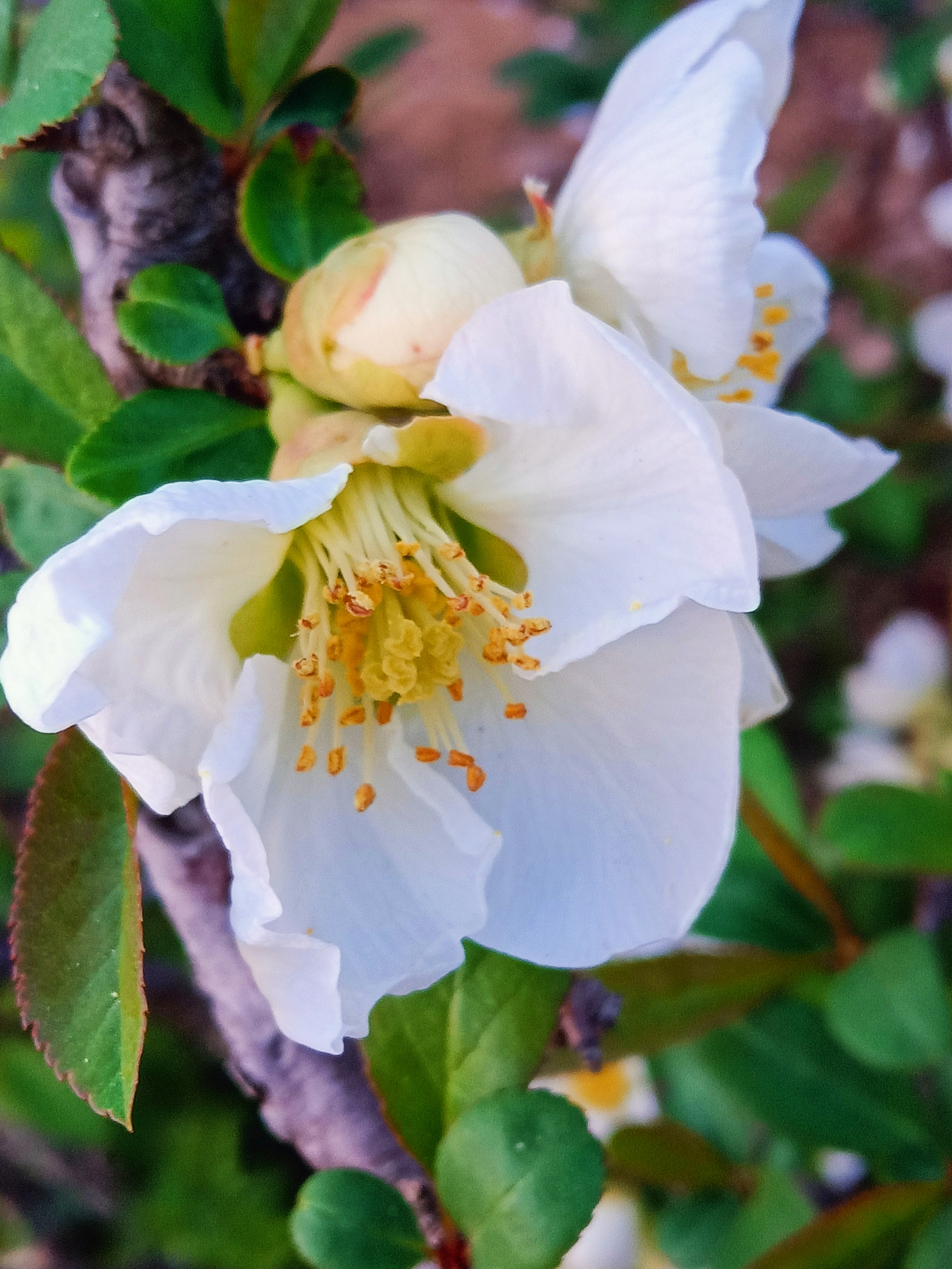 白色贴梗海棠【首发】