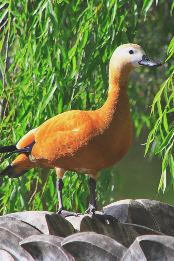 【首发】金鸭登莲觅伴侣(6)