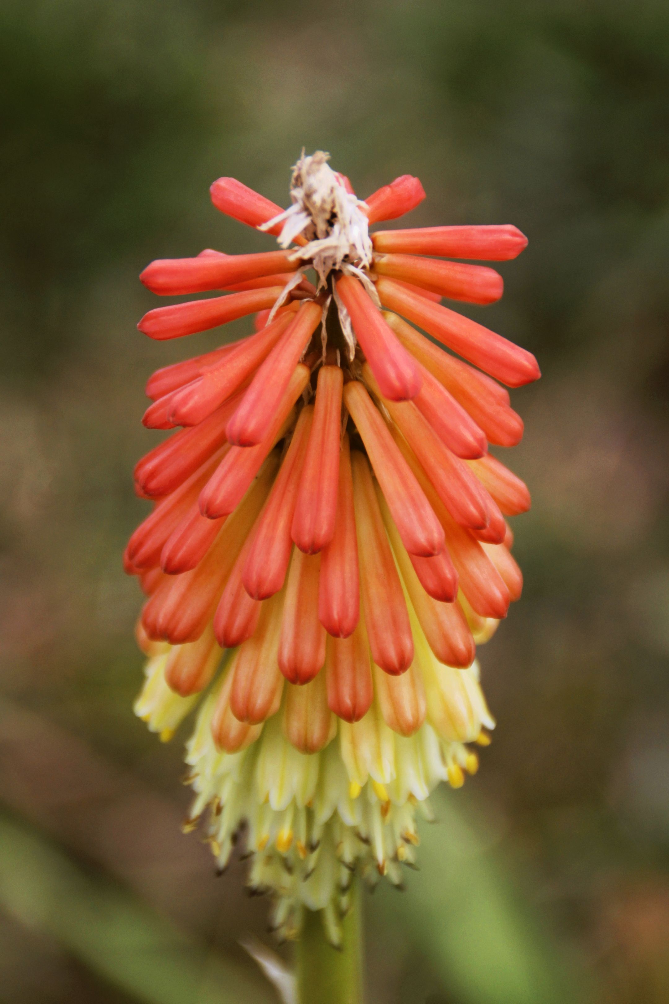 【首发】火把莲①