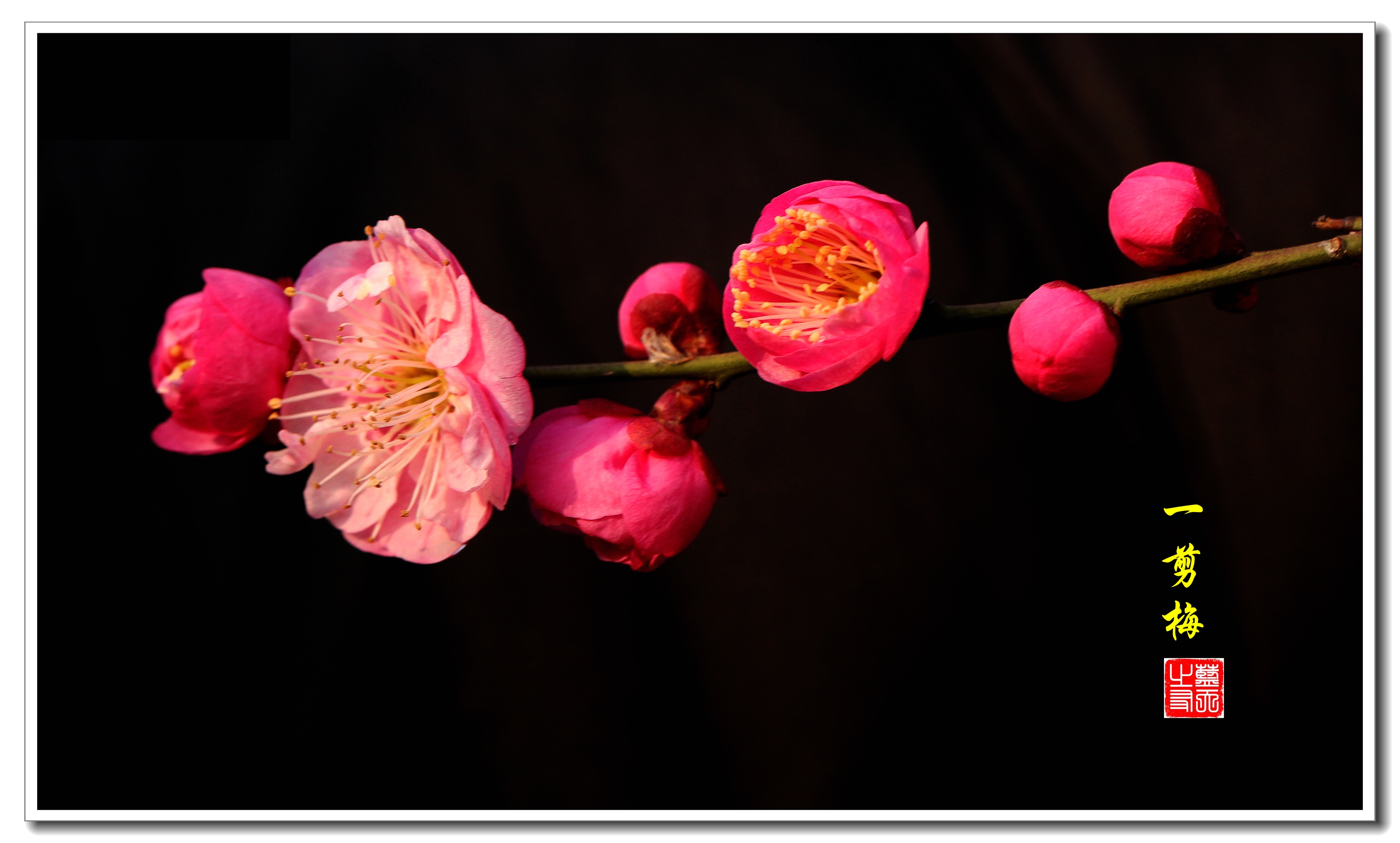 首发红梅花开贺新年