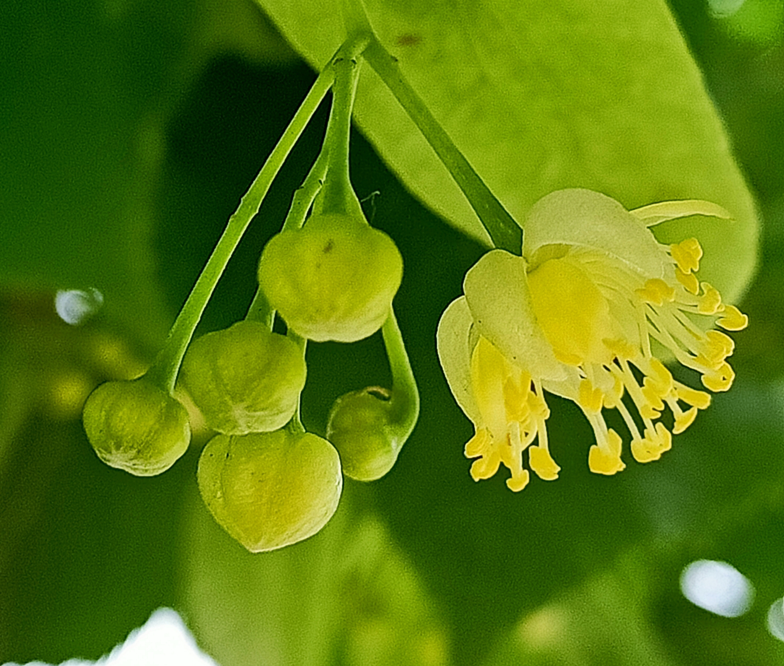 椴树科 tiliaceae · 椴树属 tilia 别名:椴树,籽椴 紫椴的花语是甜蜜