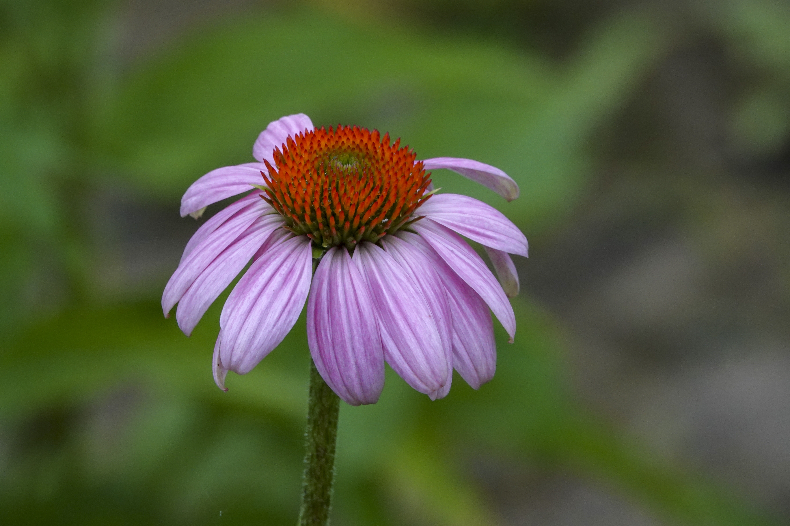 【首发】松果菊(二)