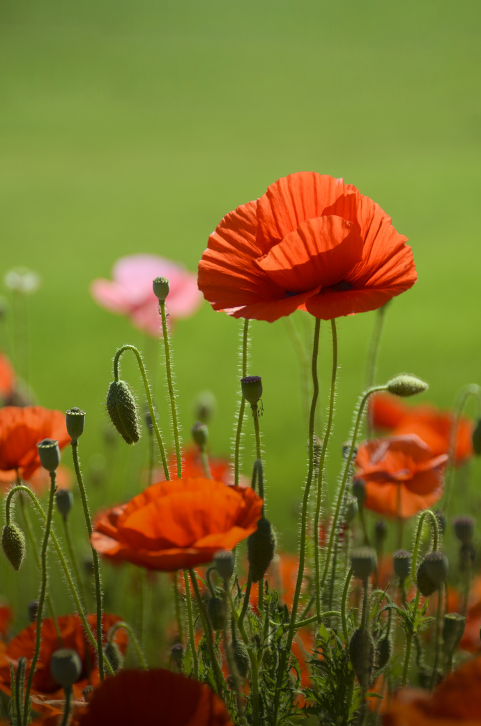 她的花朵颜色较为丰富,一般都是红,橙,黄,白色,给人一种美丽夺目的