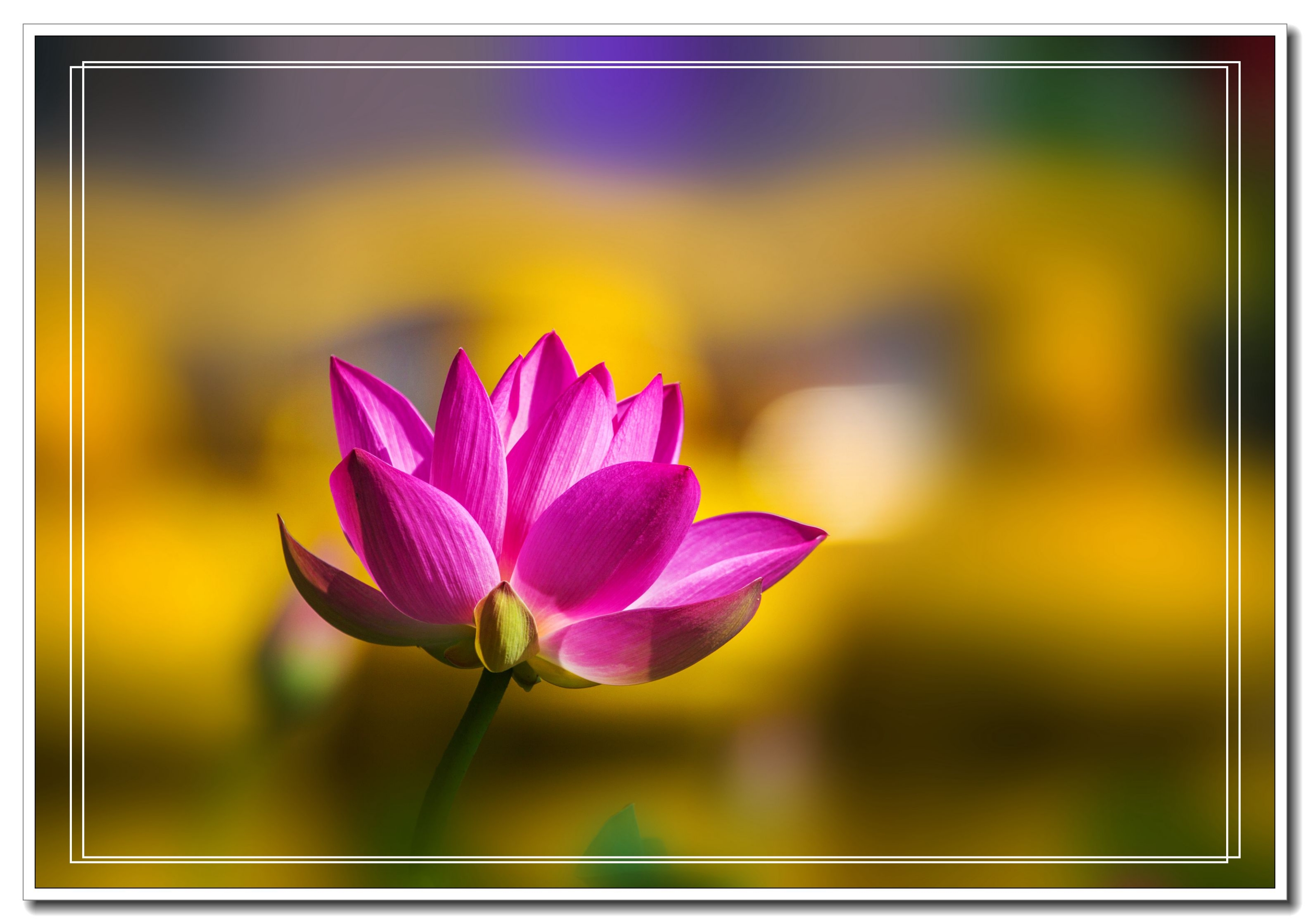 【vv首发】四季花开之荷花2