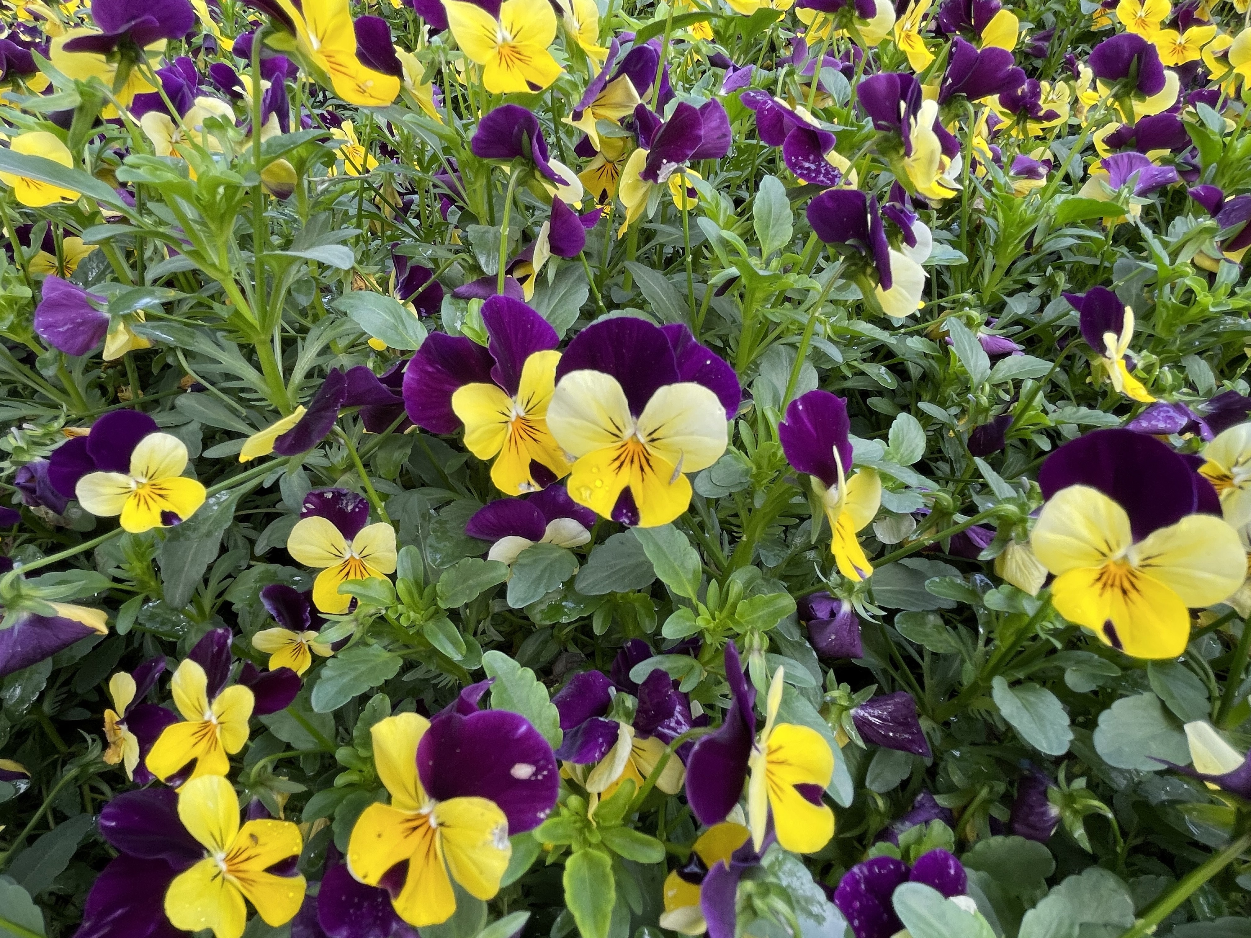 【首发】堇堇菜,猴儿脸