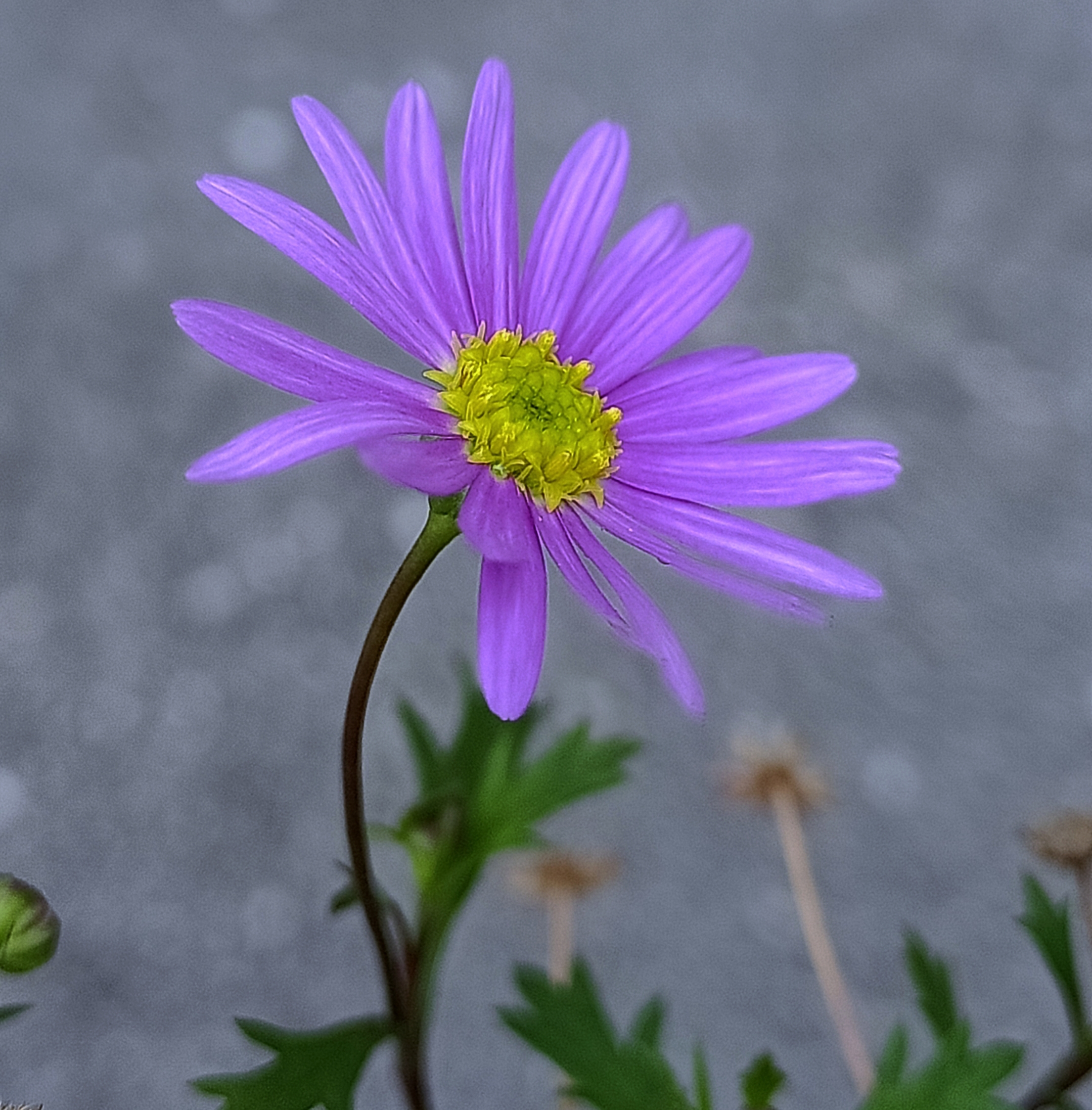 竹林紫苑图片