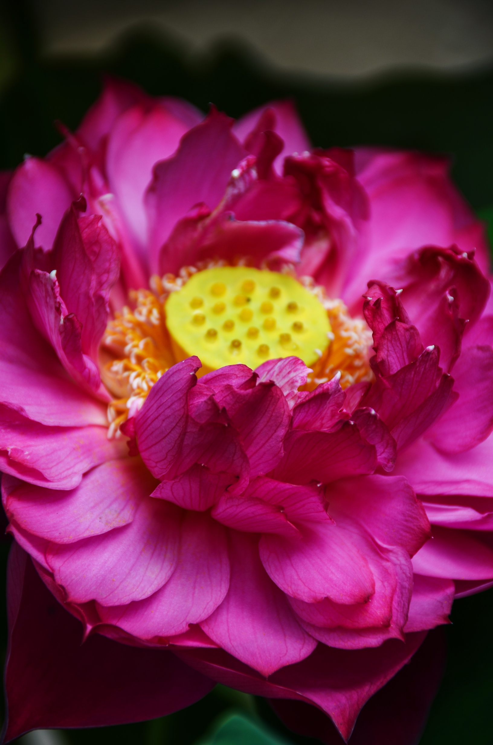 心中的莲花【首发】