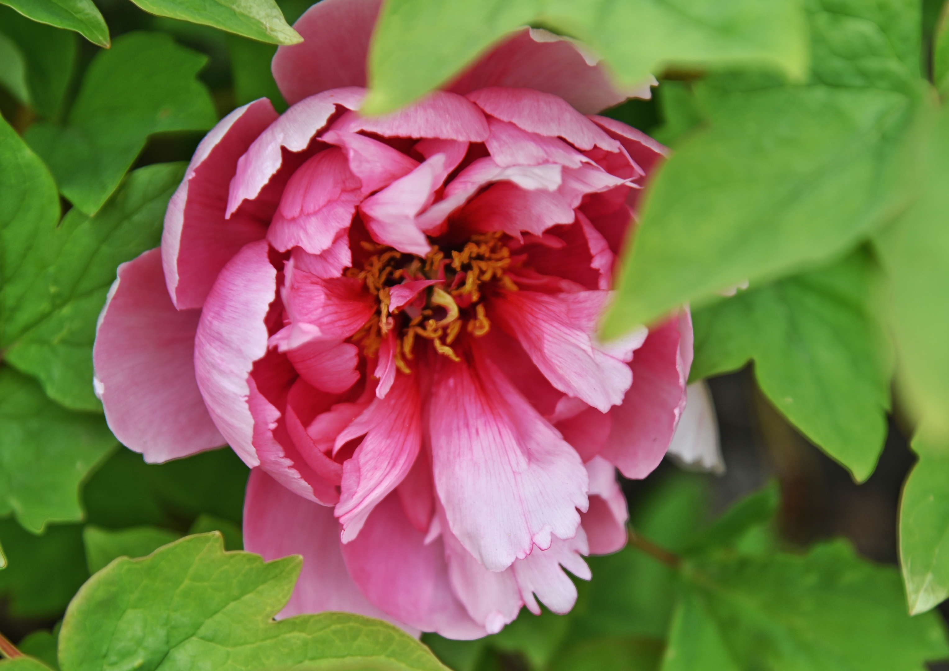 迎日红牡丹花【首发】