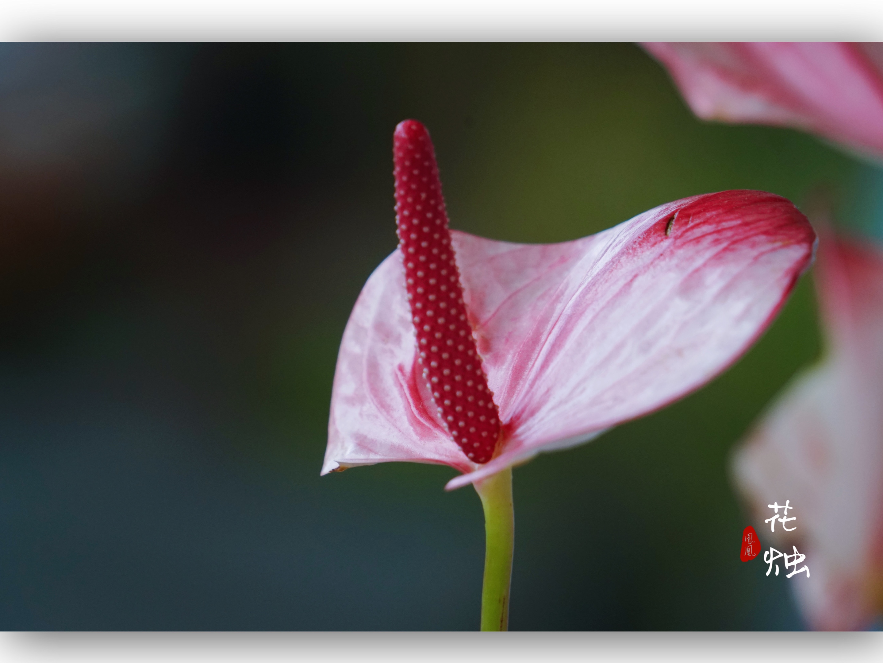 红白相映的花烛[首发]