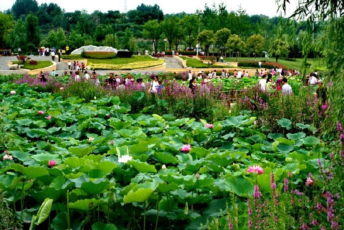 "百里画廊千亩荷塘"是陕西眉县龙源国家湿地公园的核心