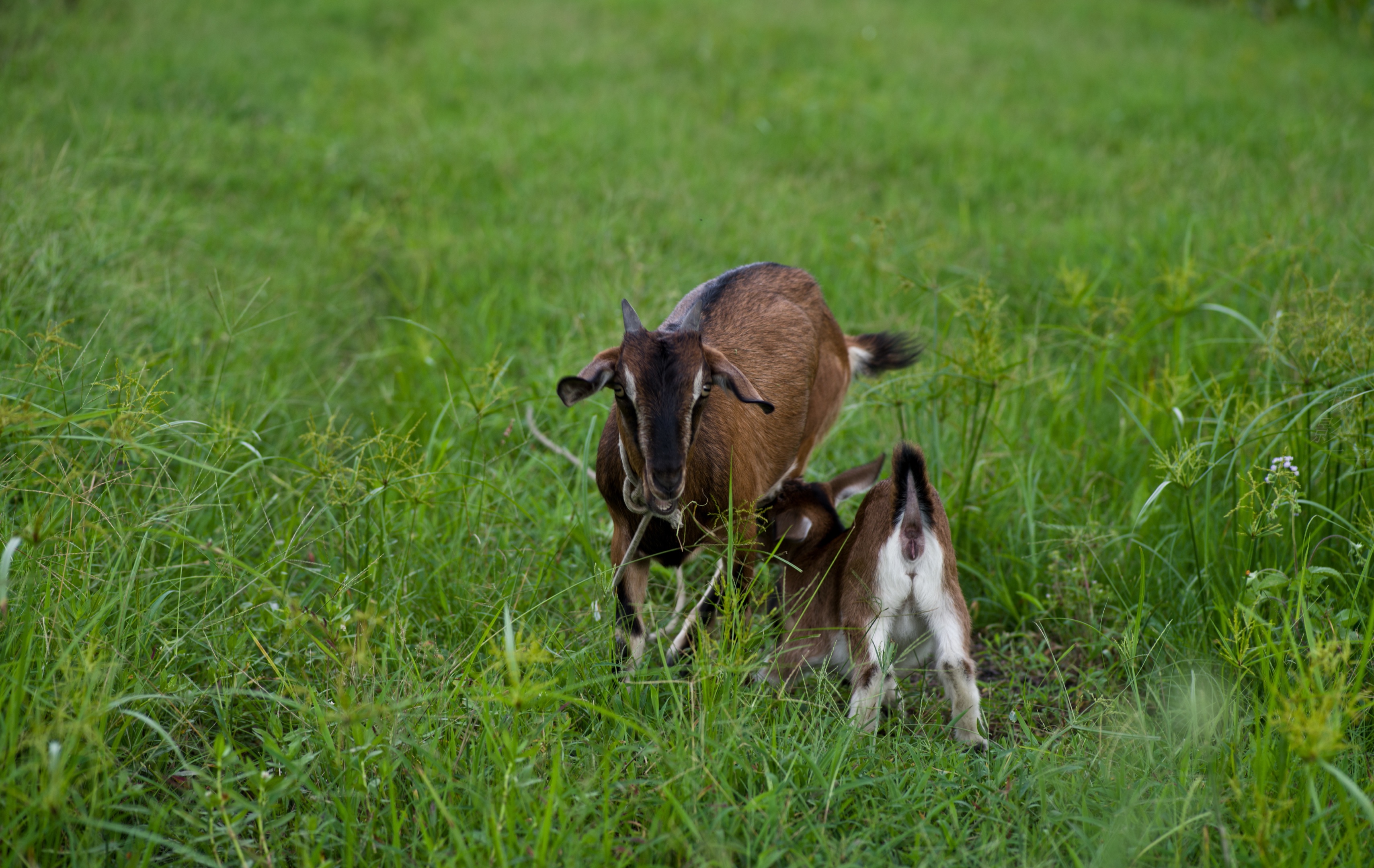 当然,也有牛羊 但不是草原的那种牛羊 是牧童吹柳笛,小儿伴羊归的那种