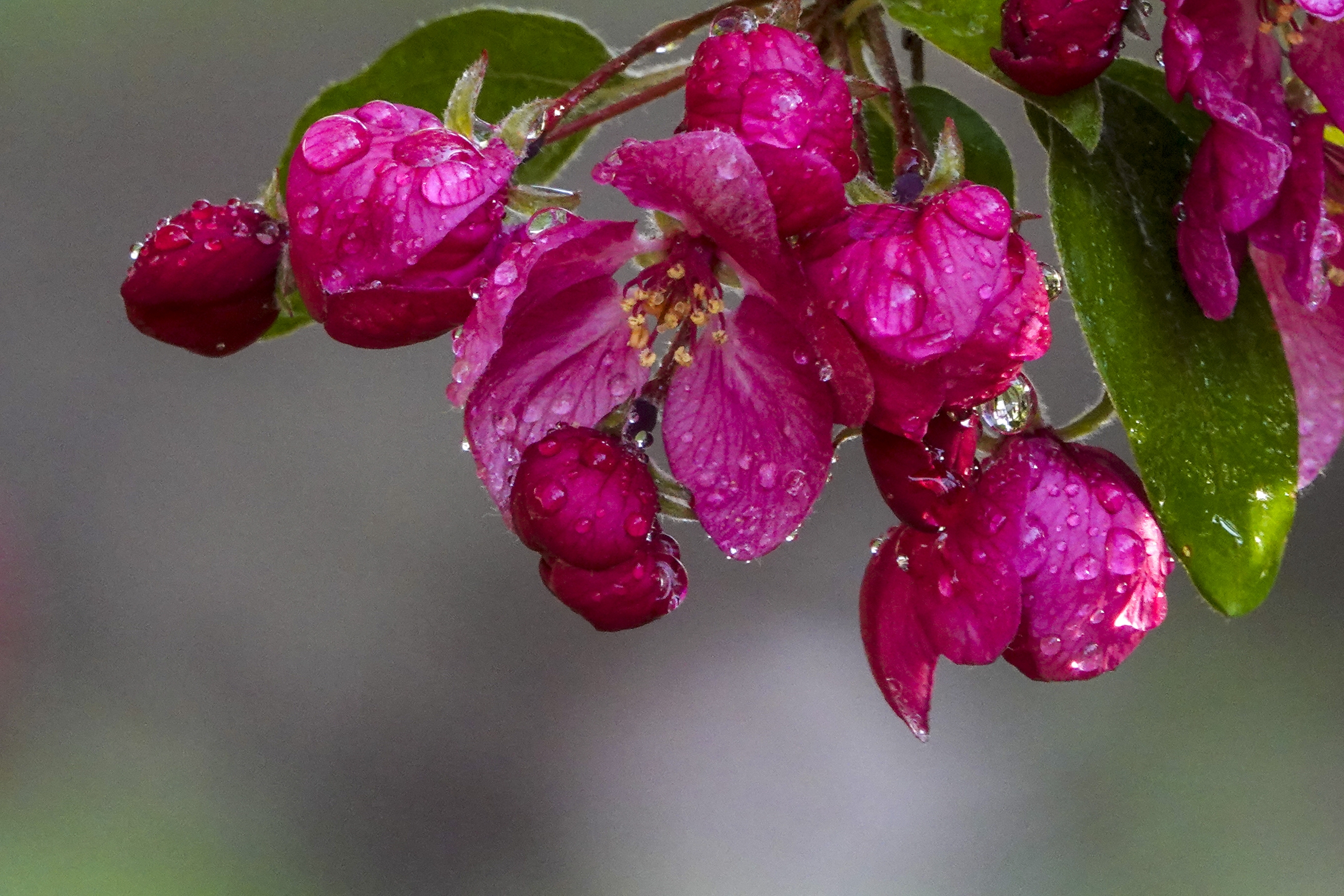 【首发】北美海棠～罗宾逊