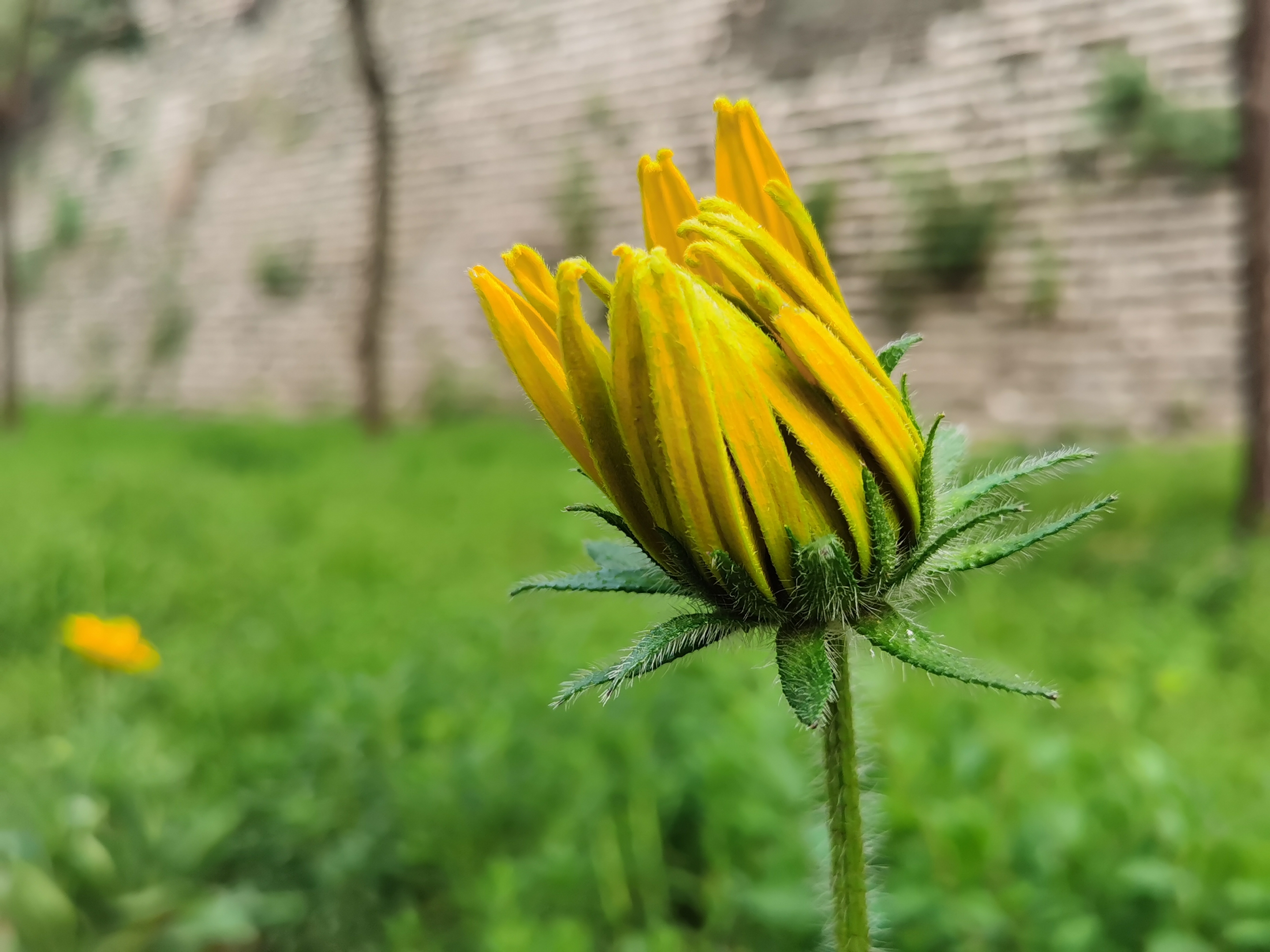 【首发】黑心金光菊(宁静)