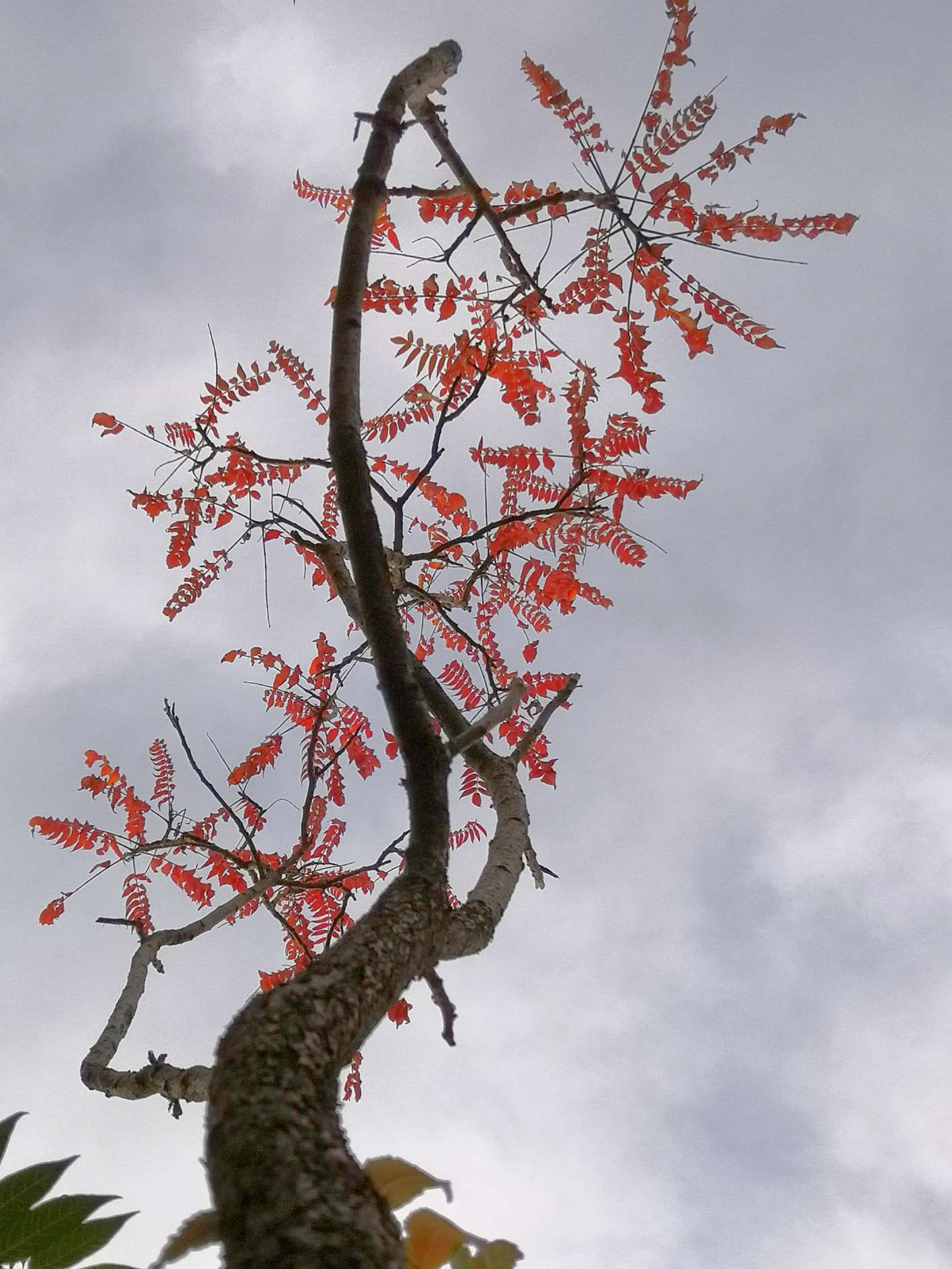 扭曲的树体扭出别样的美丽