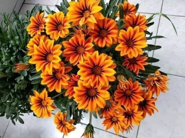 勋章菊