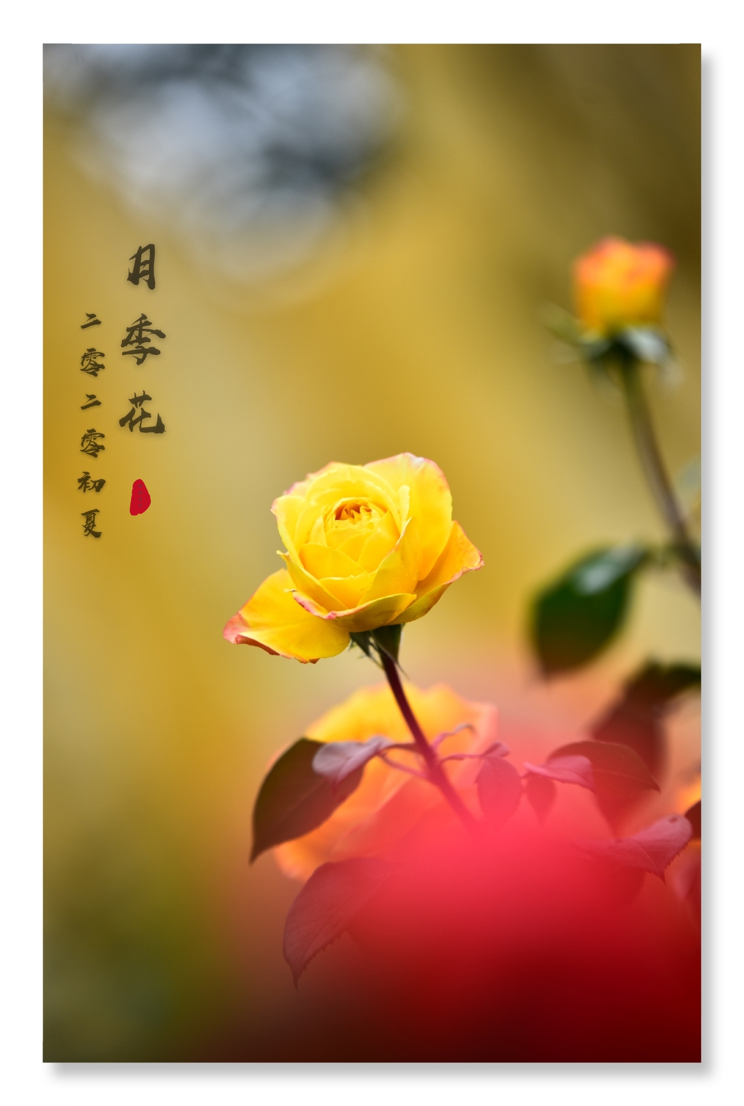 文字/摄影    胜利 地点             公园