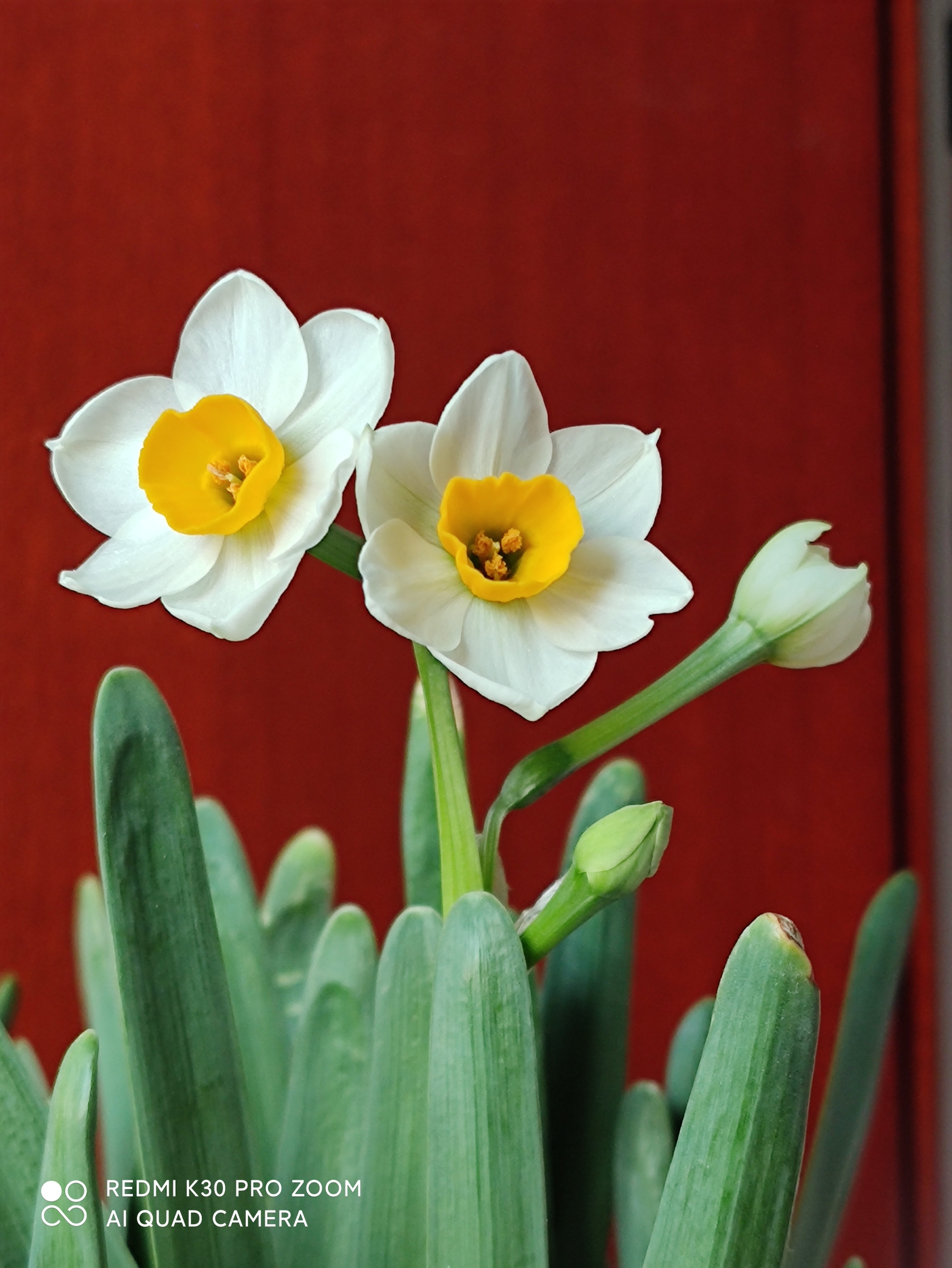 水仙花开花记ⅤⅤ首发