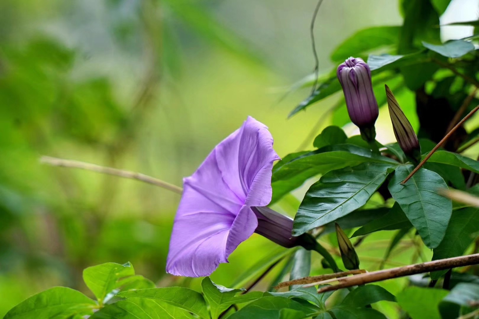 (首发)五爪金龙
