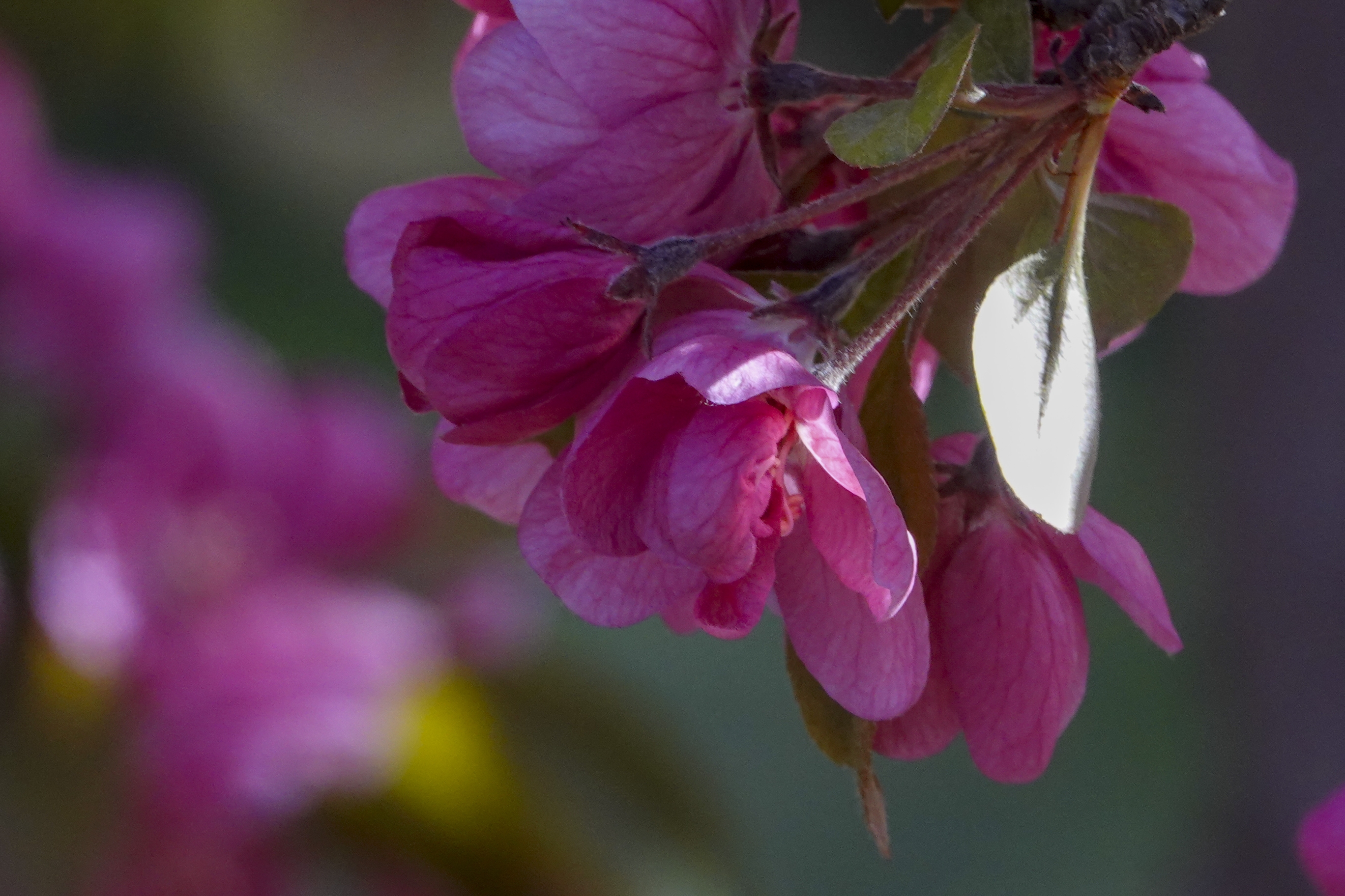 【首发】北美海棠～罗宾逊