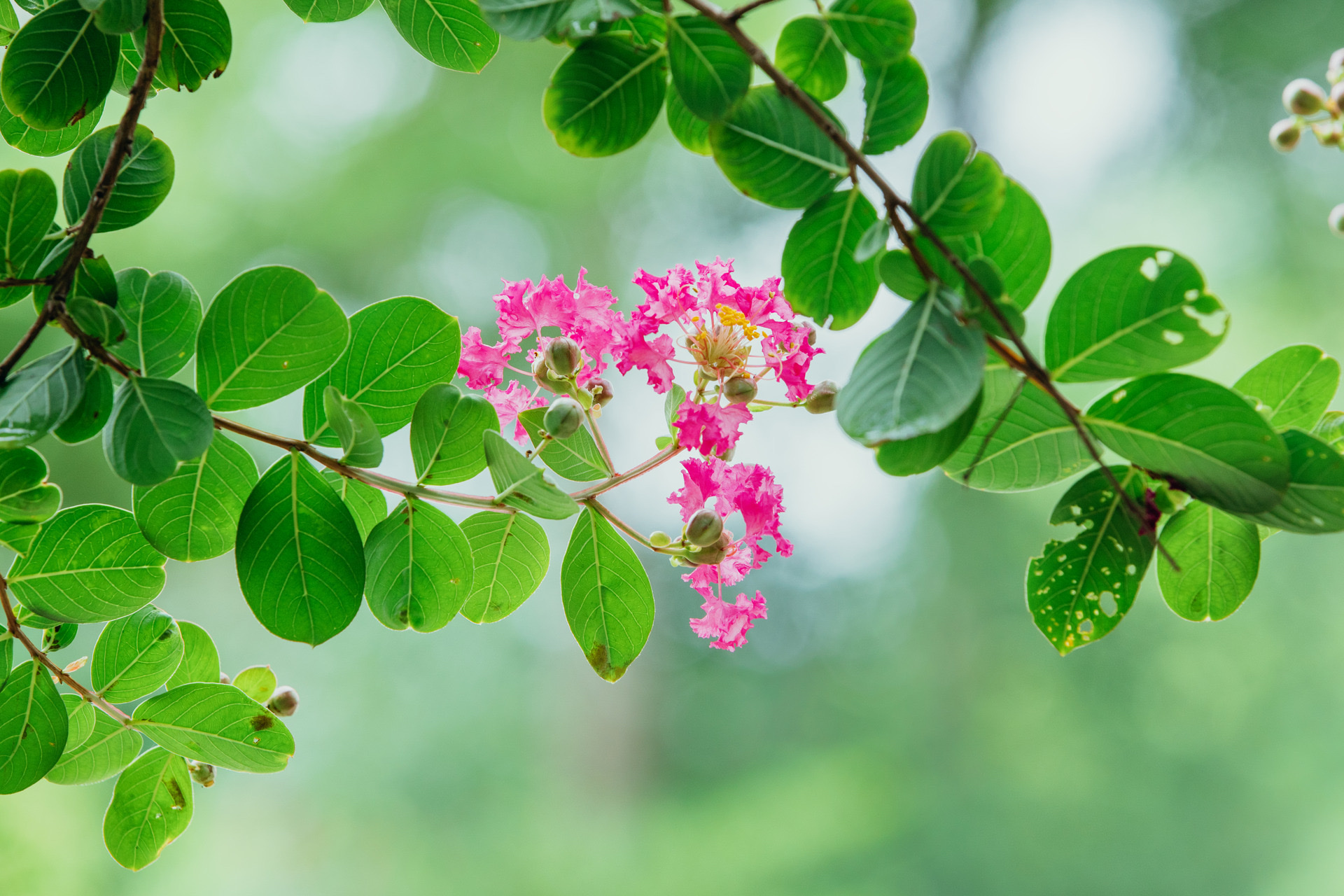 【首发】小叶紫薇(二)