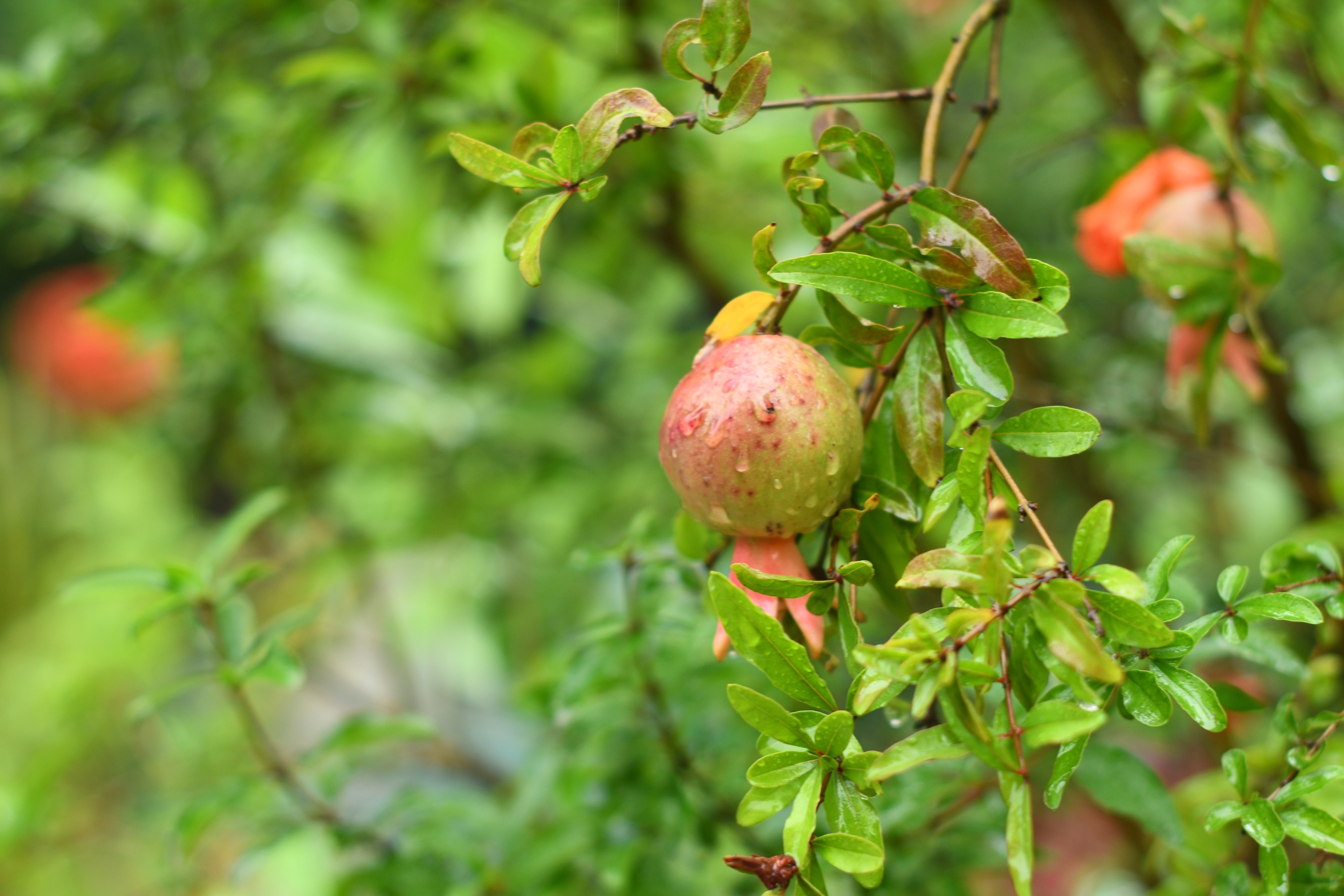 惟见石榴新蕊,一枝开. 冰簟堆云髻,金尊滟玉醅. 绿
