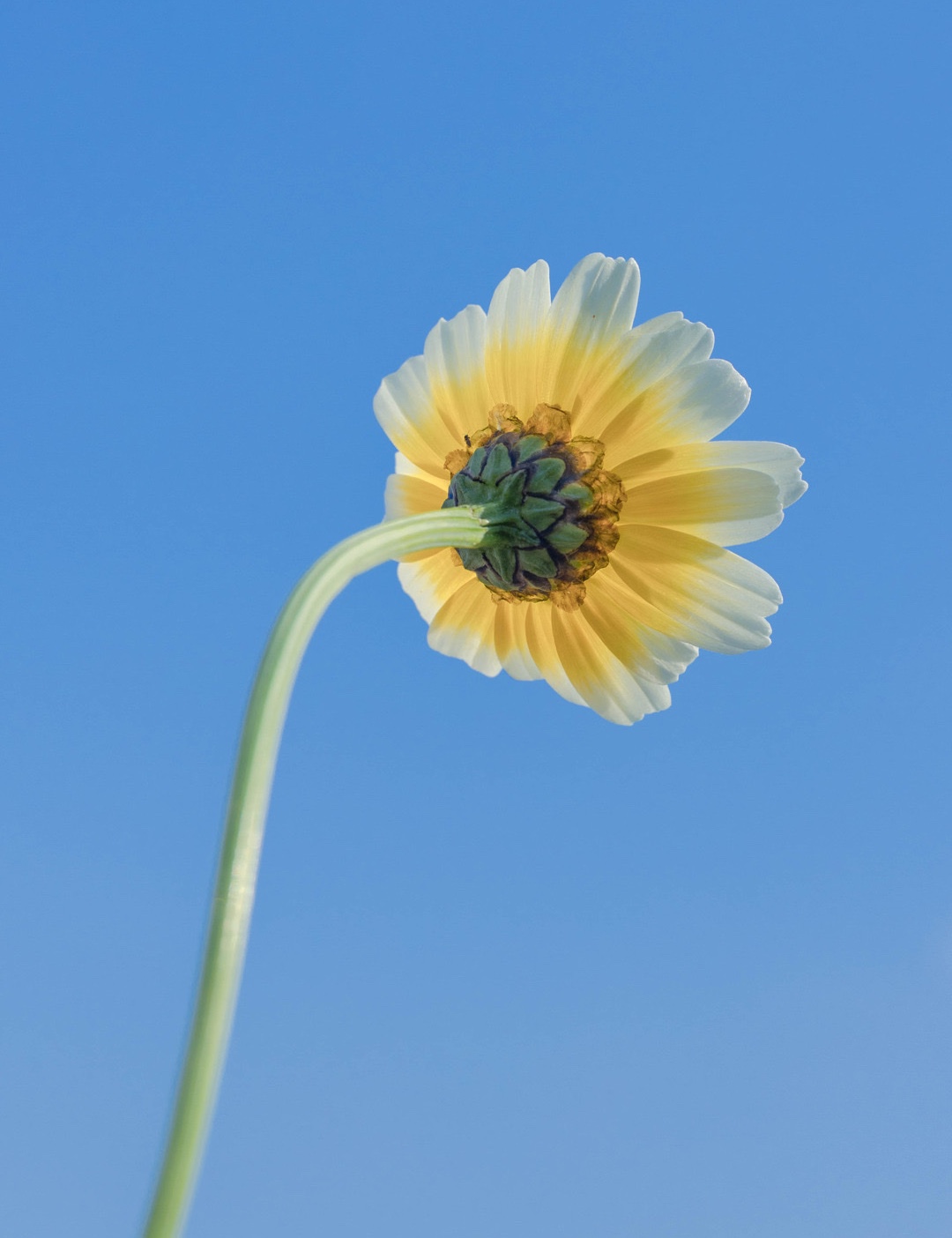 茼蒿花的花语是:丰富,多才多艺.