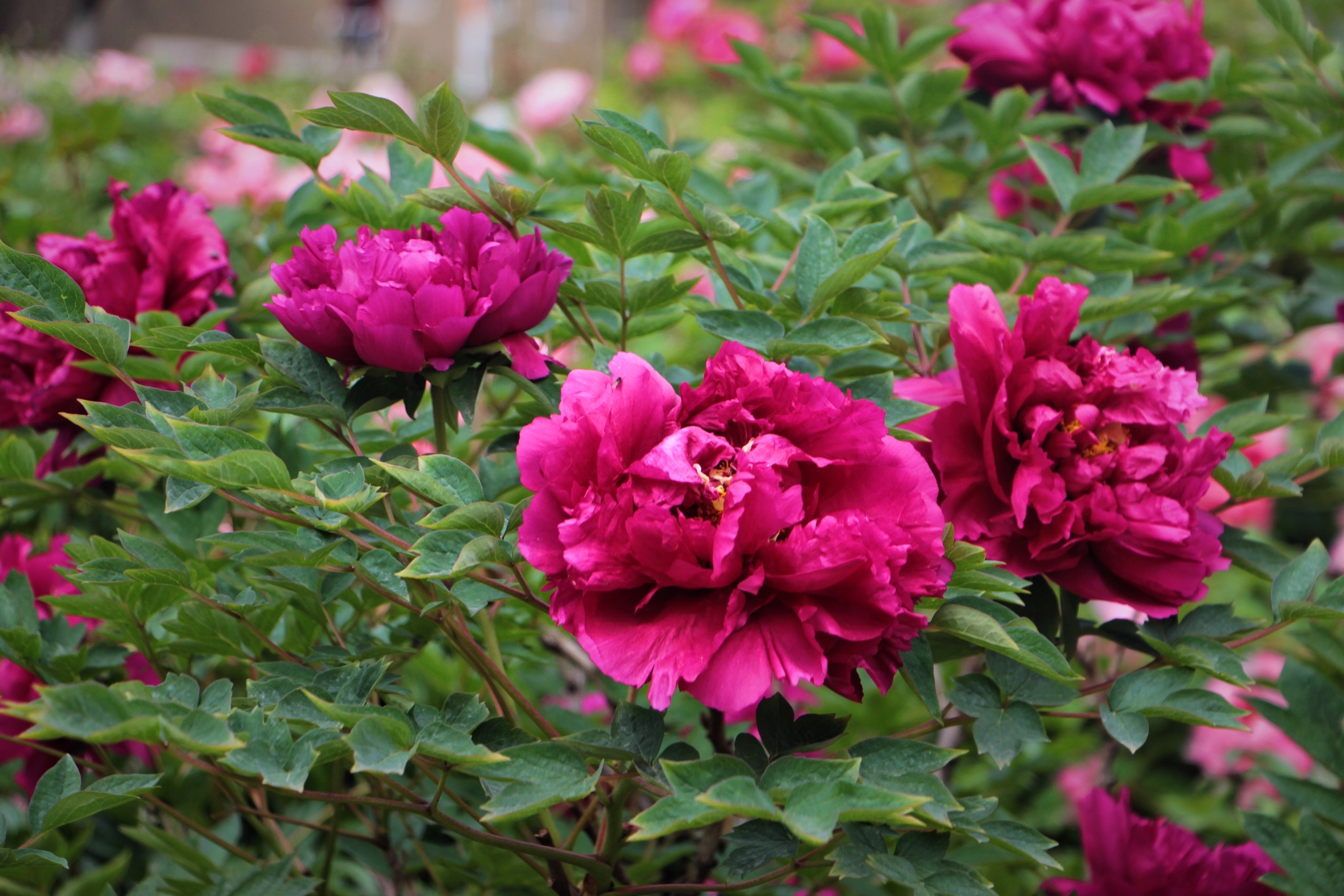 【首发】争艳斗丽的牡丹花