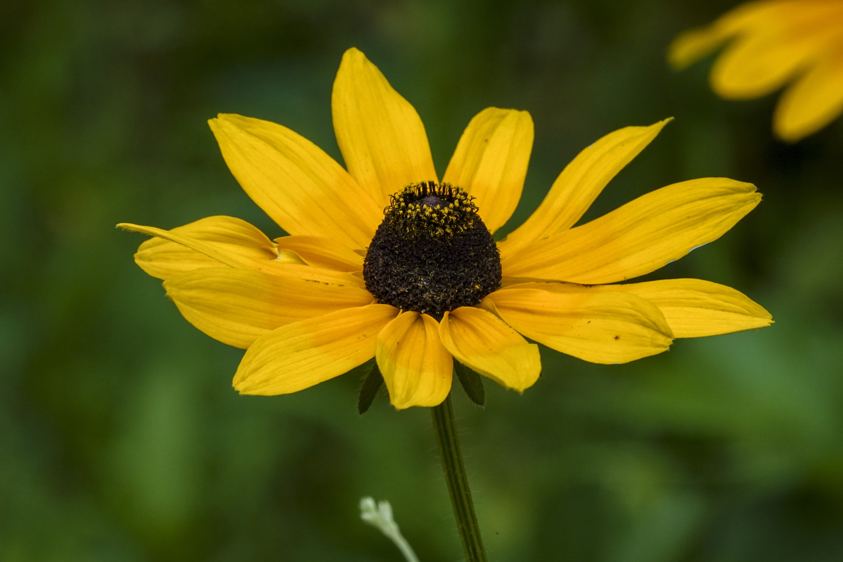 【首发】黑心菊(十六)