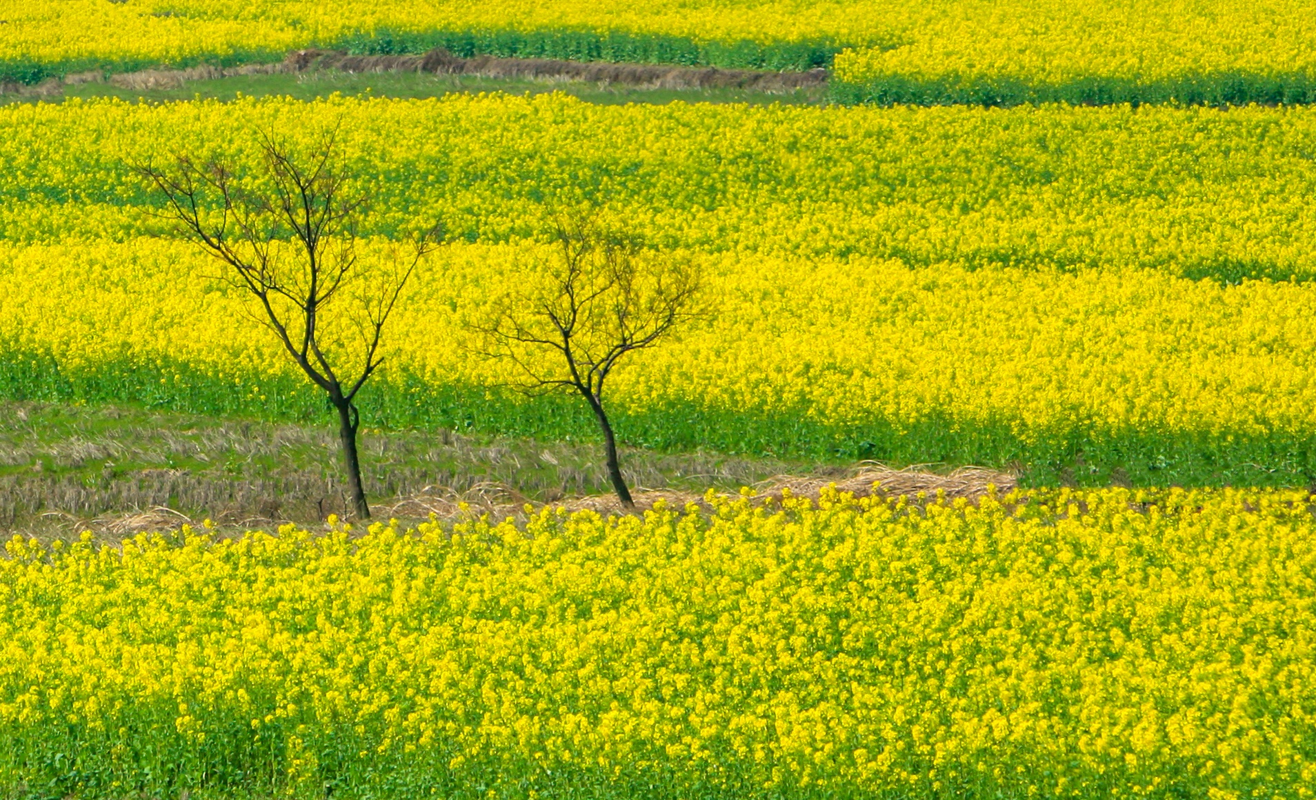 春天的江南,正是油菜花盛开的季节,它们星星点点地散落在田间地头