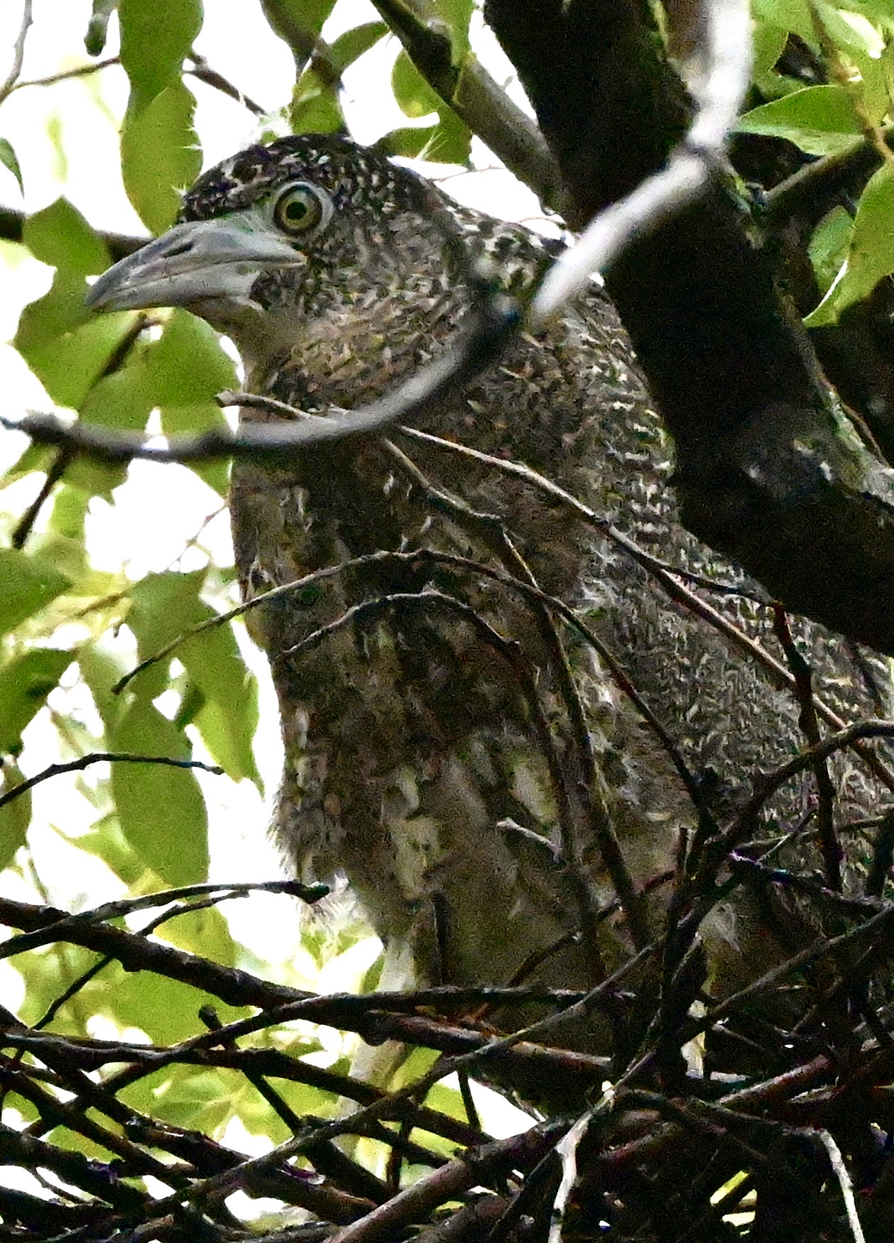 黑冠麻鹭雏育记〔首发