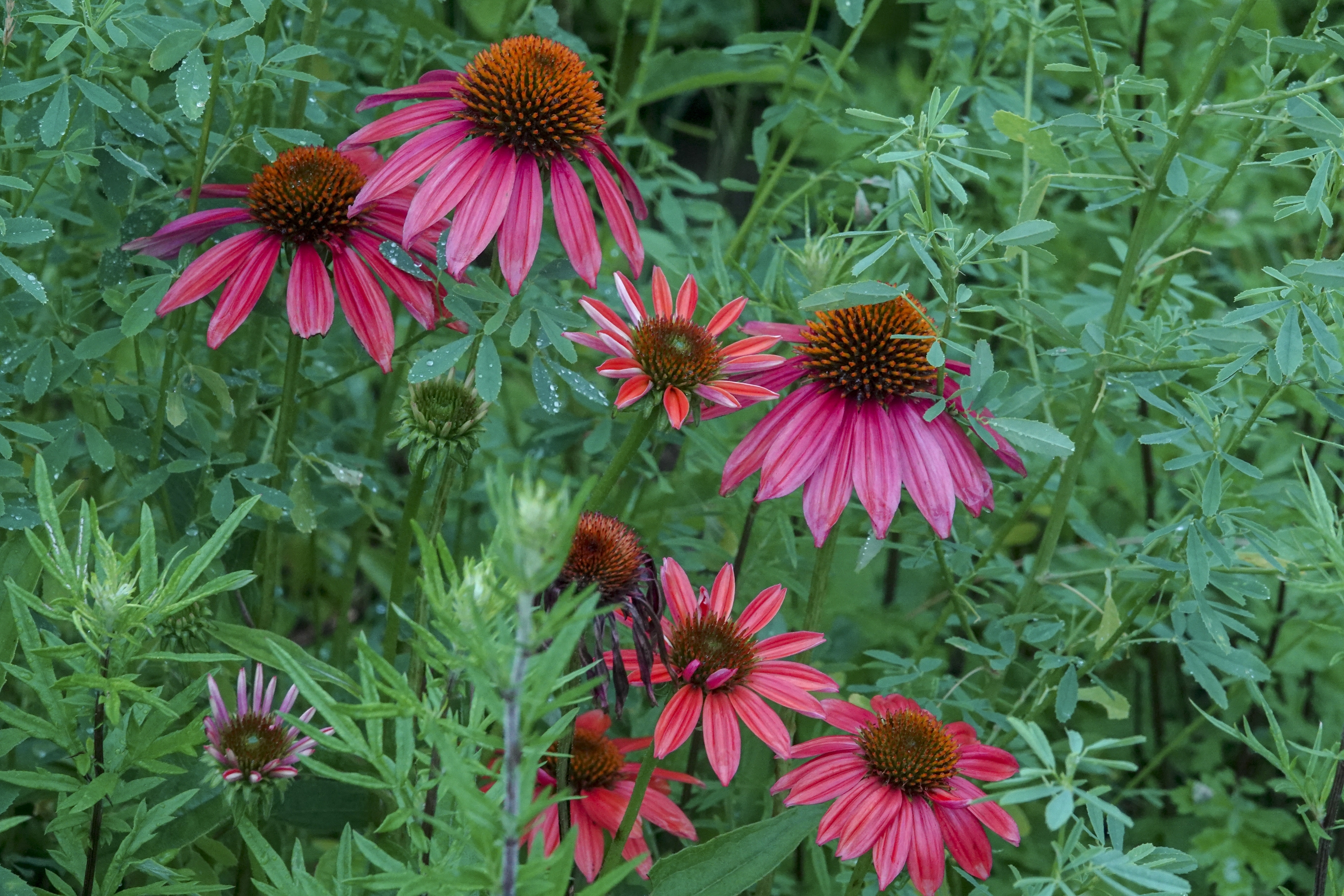 【首发】松果菊(五)