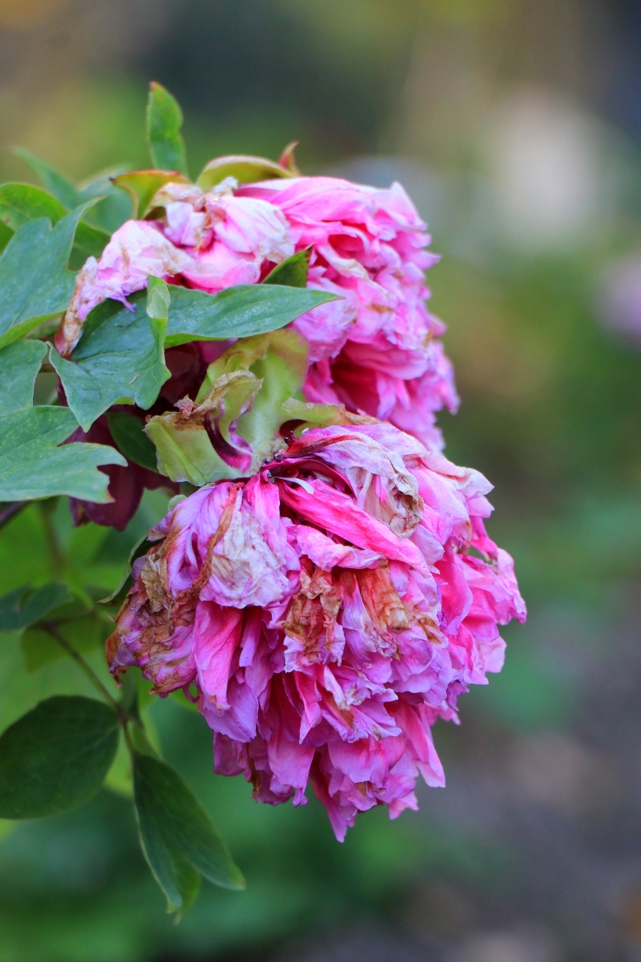 【首发】风雨后的牡丹(一)
