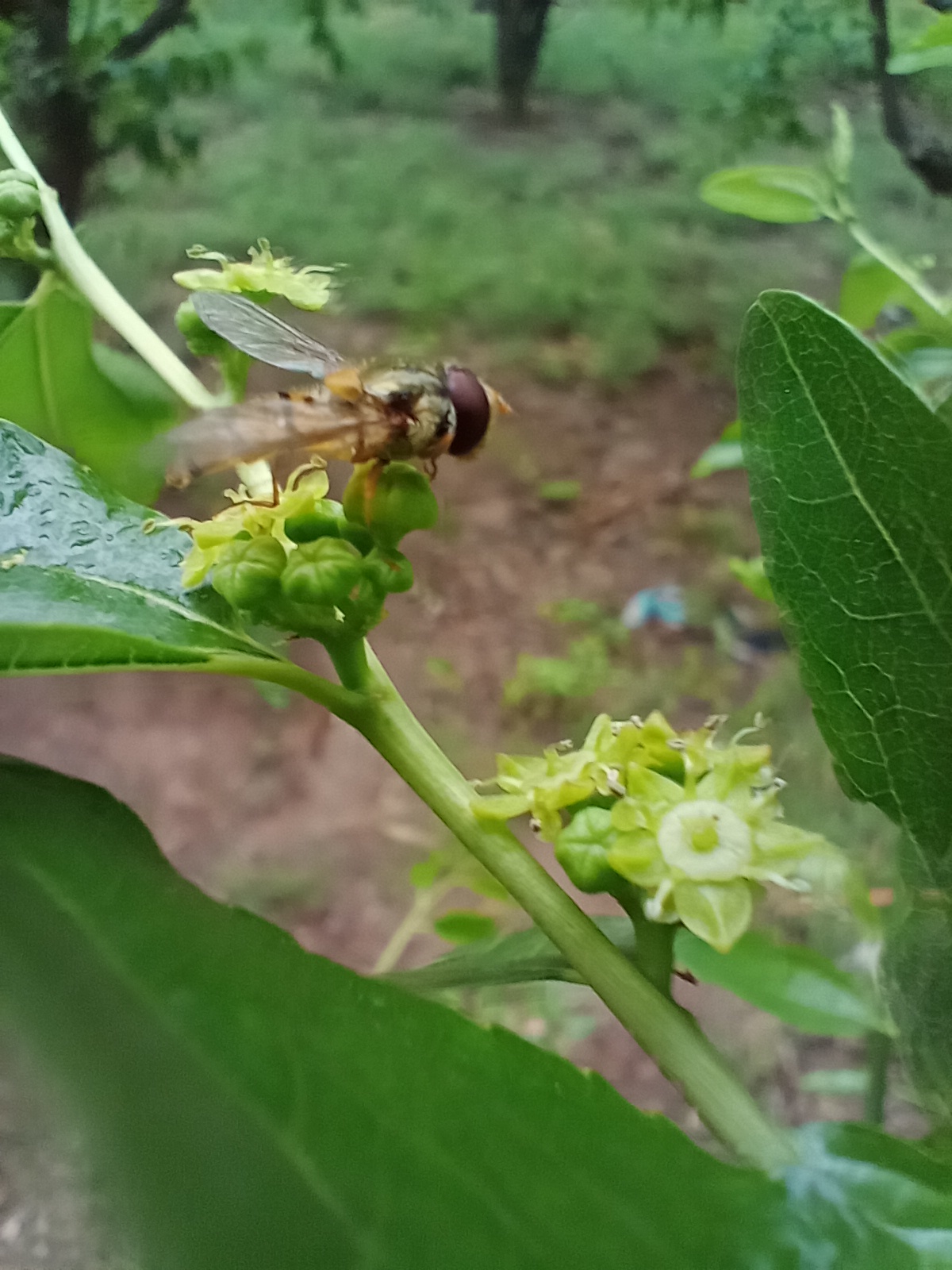 食蚜蝇【首发】
