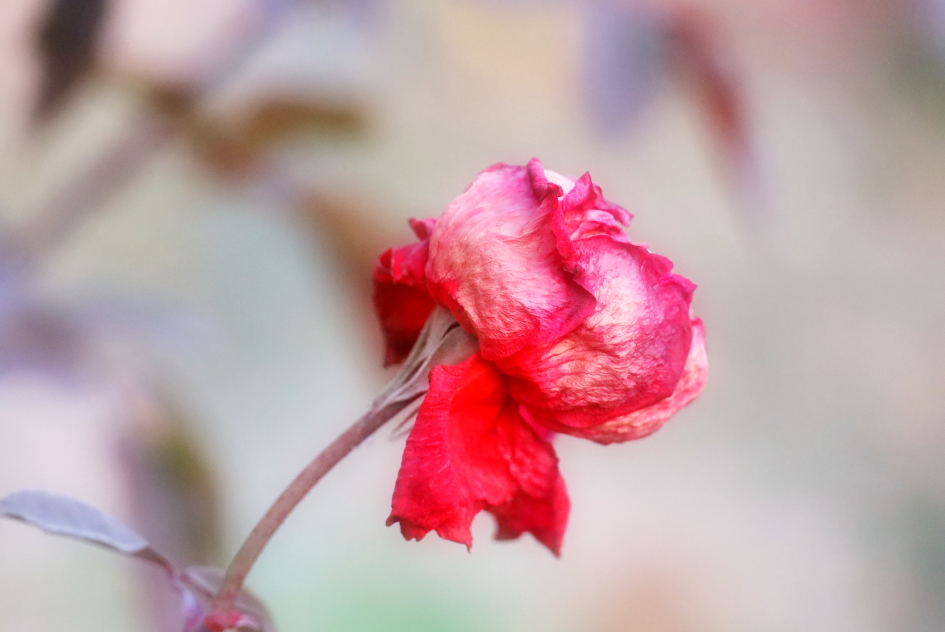 枯萎的月季花首发