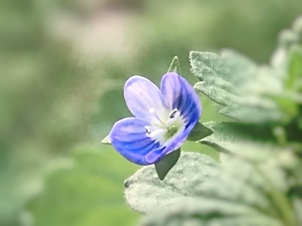 【首發】可愛的藍色小花花—婆婆納