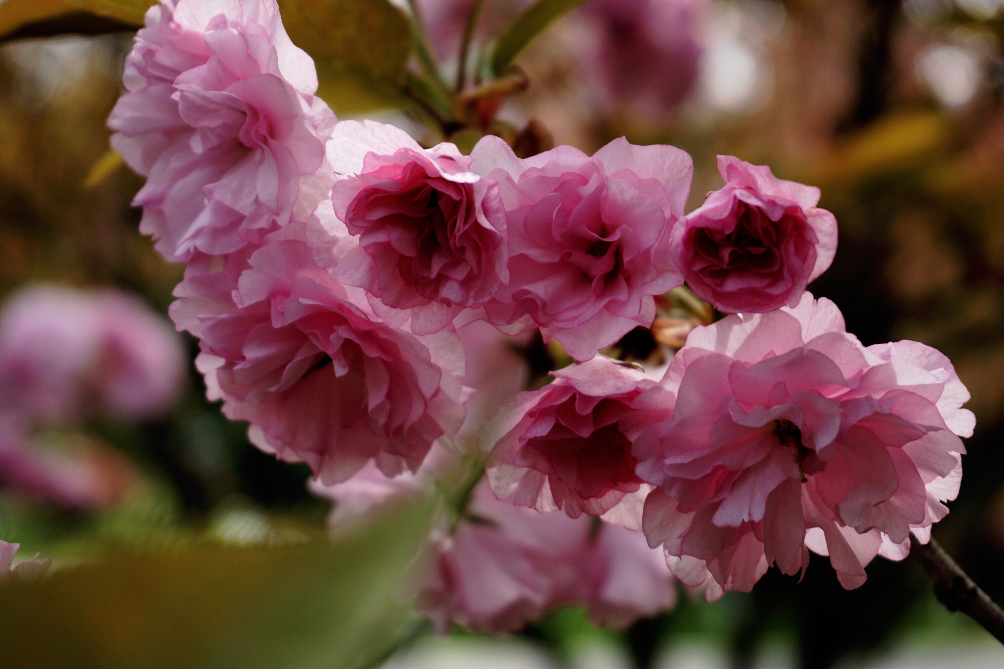 日本樱花的花语是什么(日本樱花寓意是什么意思)