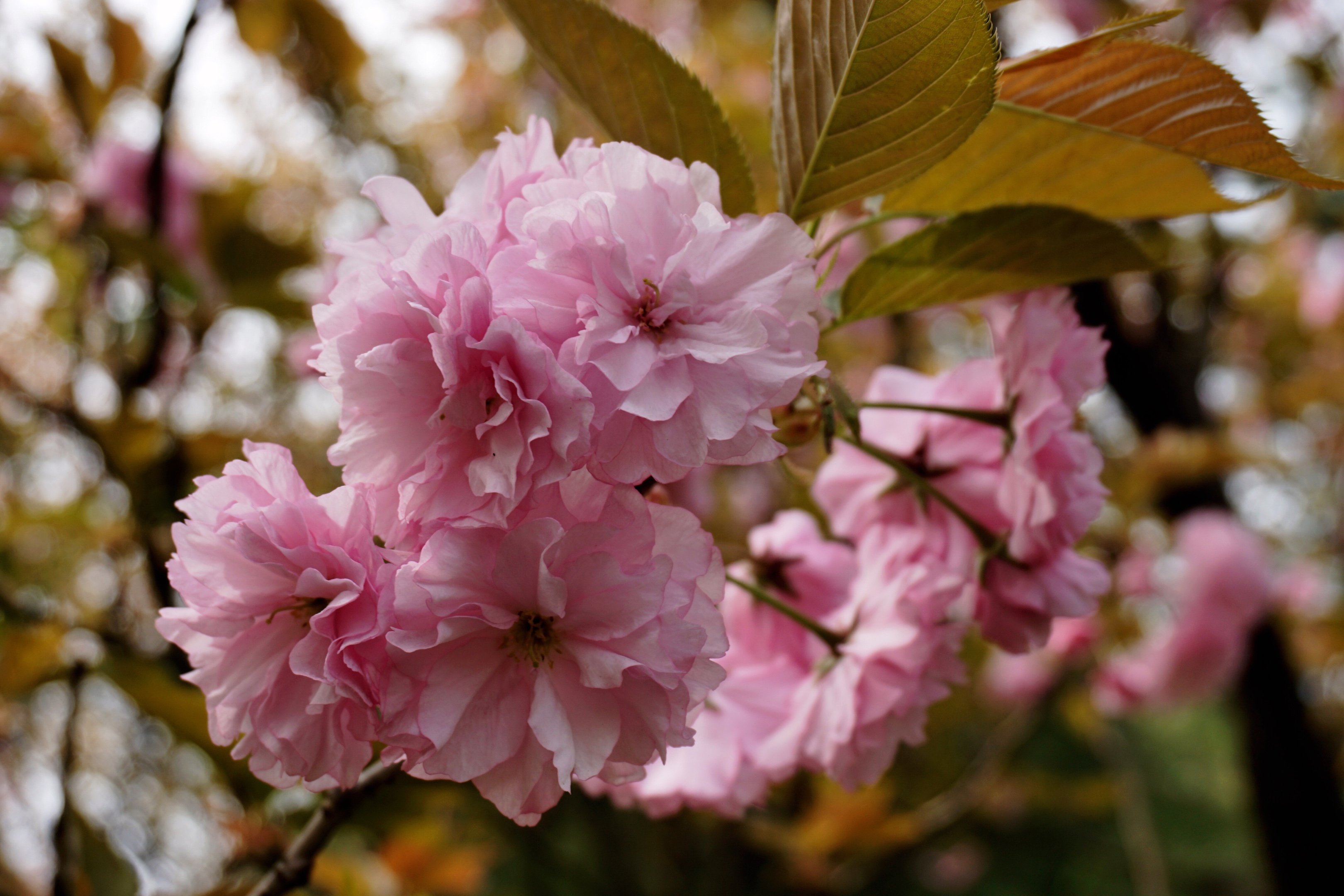 首发原创〗樱花
