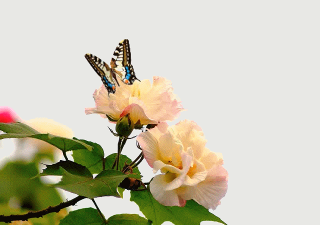 琉璃诵读蝶恋花伫倚危楼首发