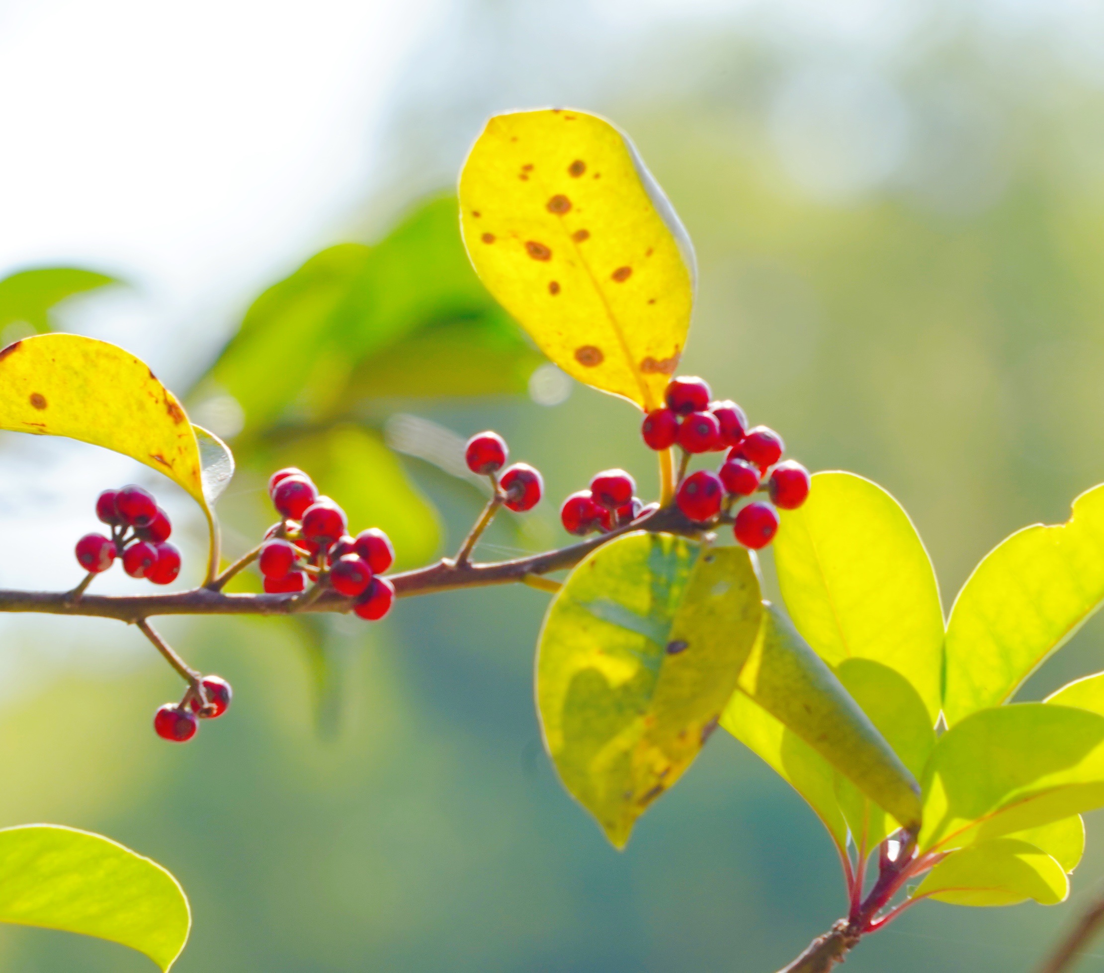 原创首发铁冬青果