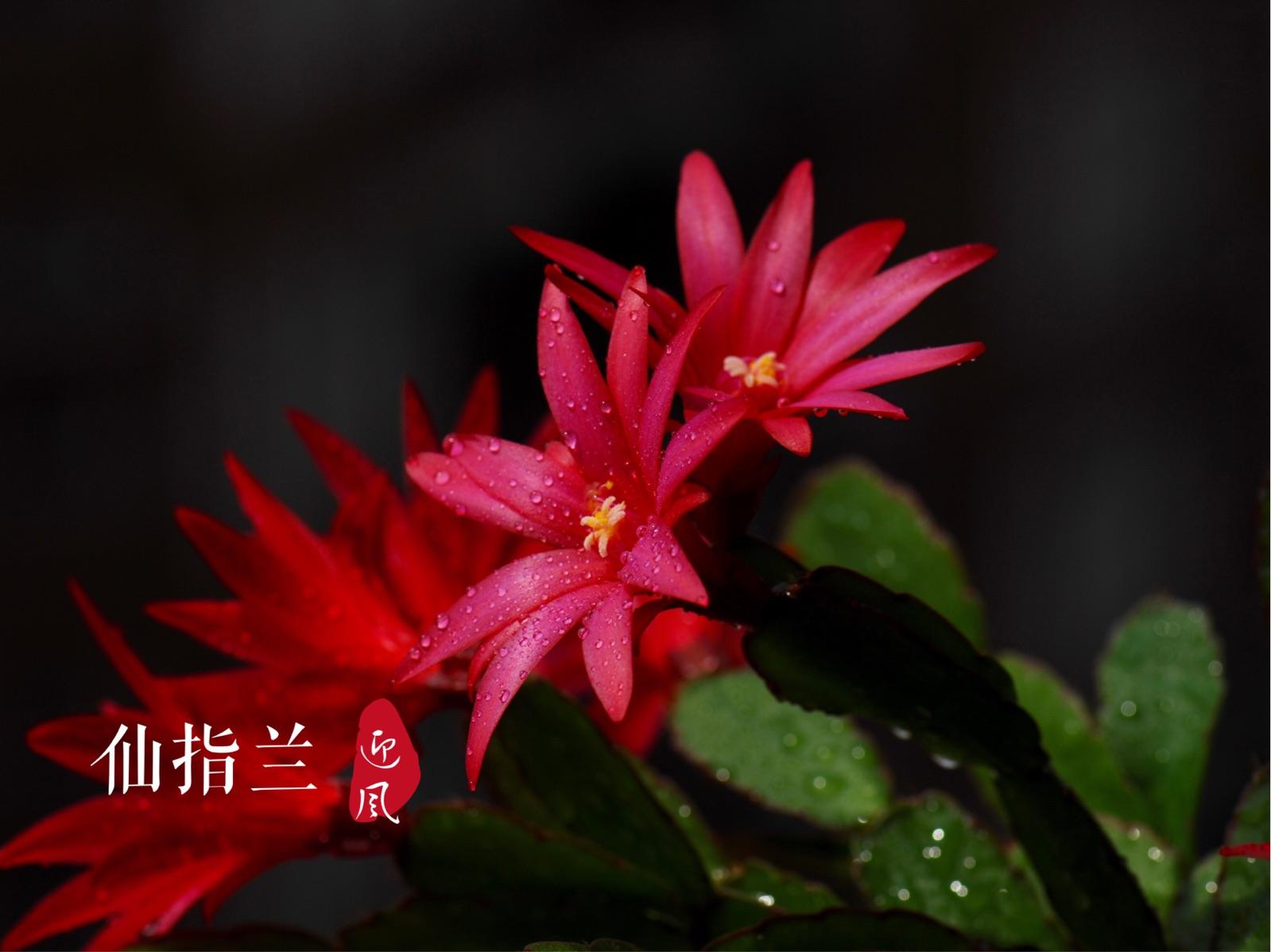 其实最简单的一个区分办法就是花期不同,仙子兰是在四月开花的,而