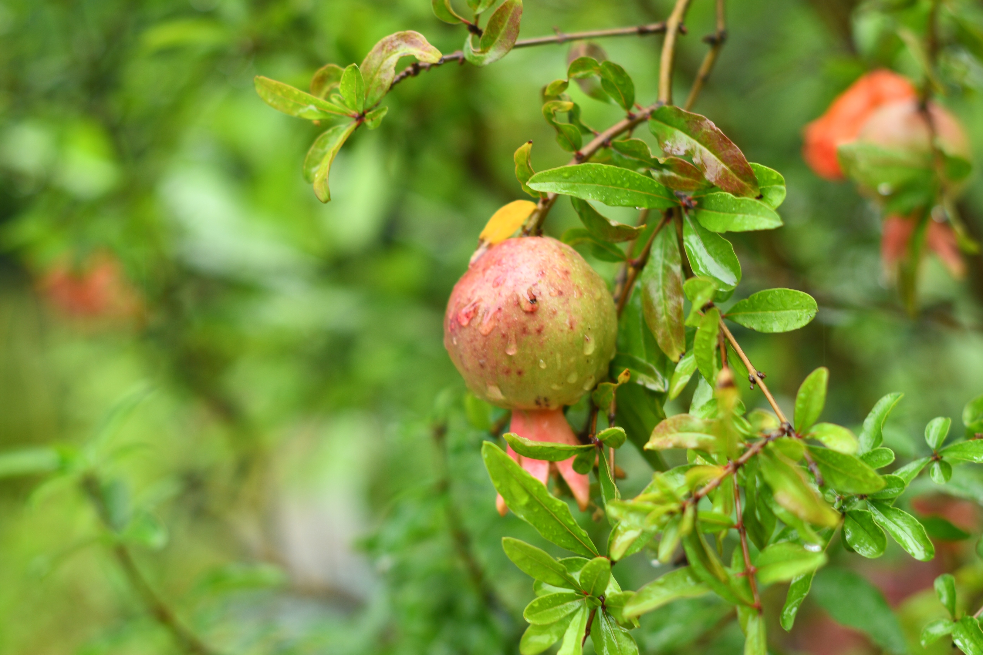 深的是去北京游玩的时候,住在故宫附近,那条古街挂满了红彤彤的大石榴