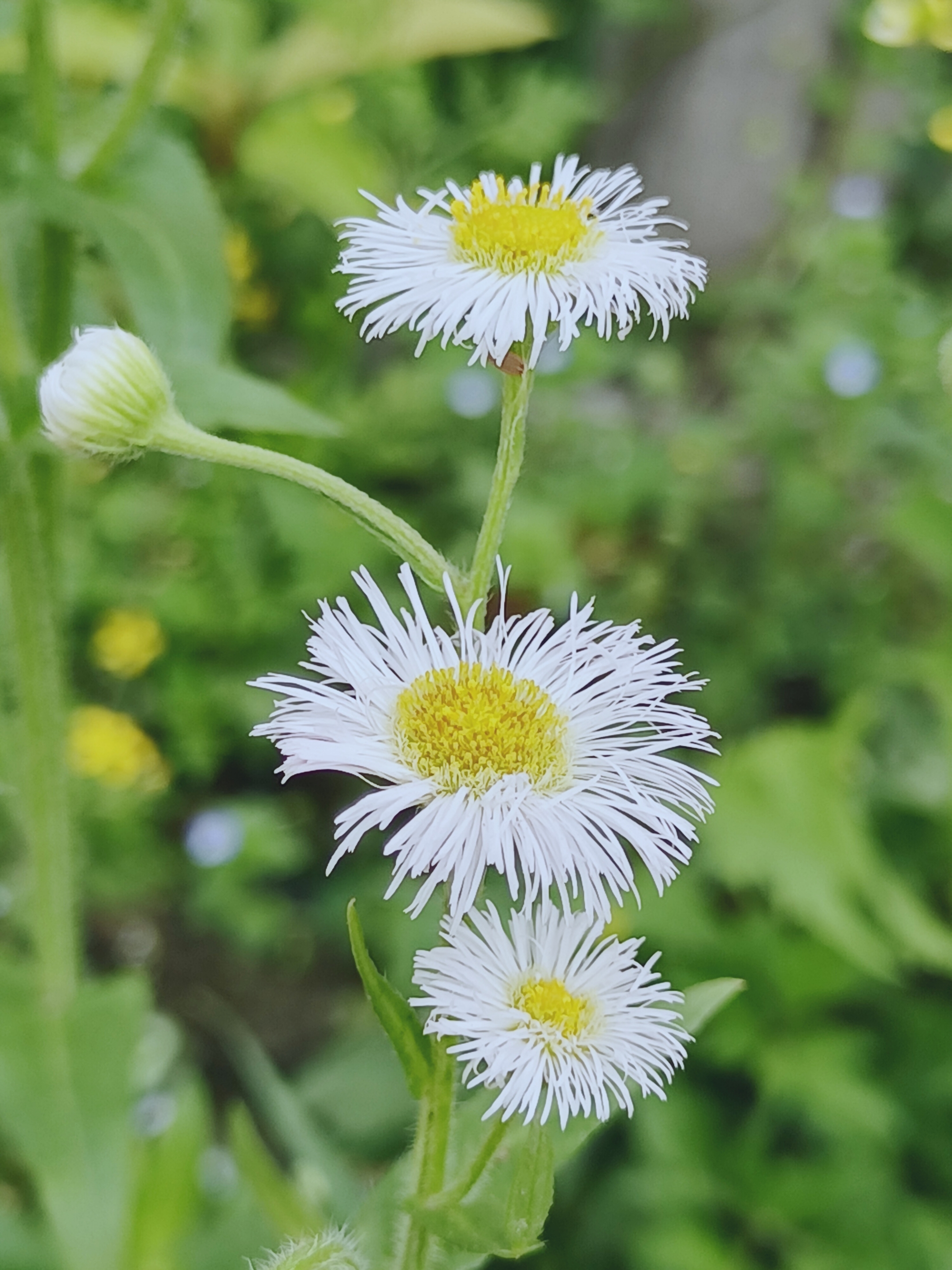 【摄影首发】春飞蓬