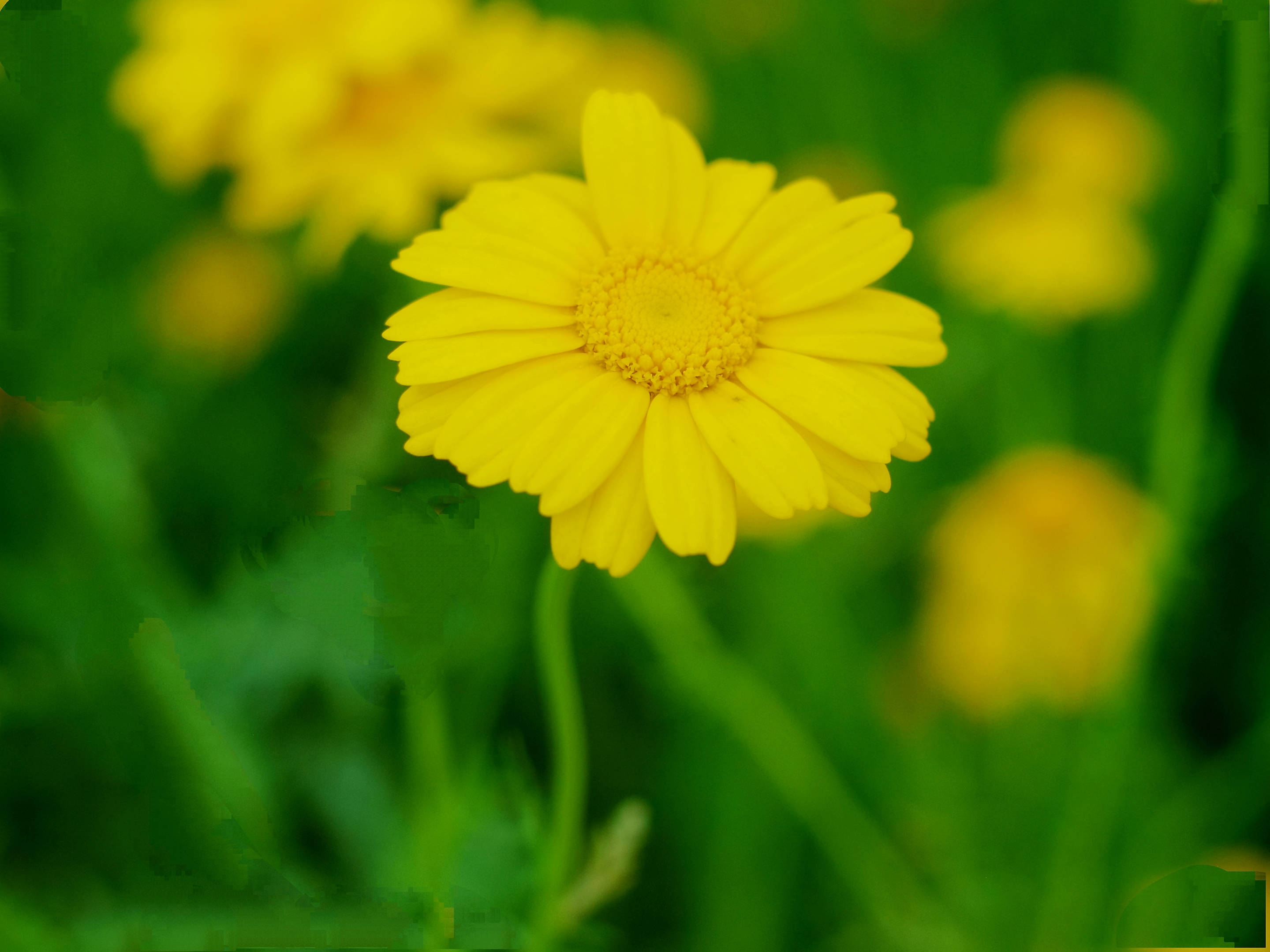 明黄色的*茼蒿菜花