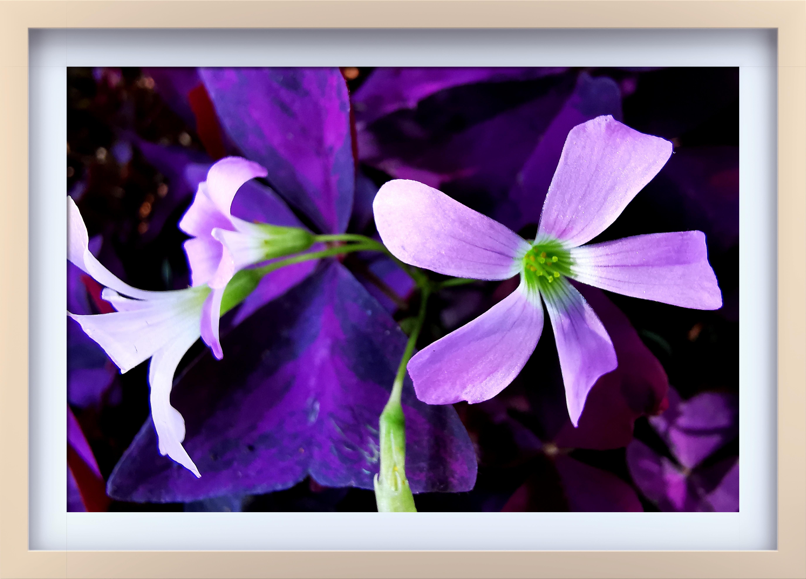 【首发】紫叶酢浆草